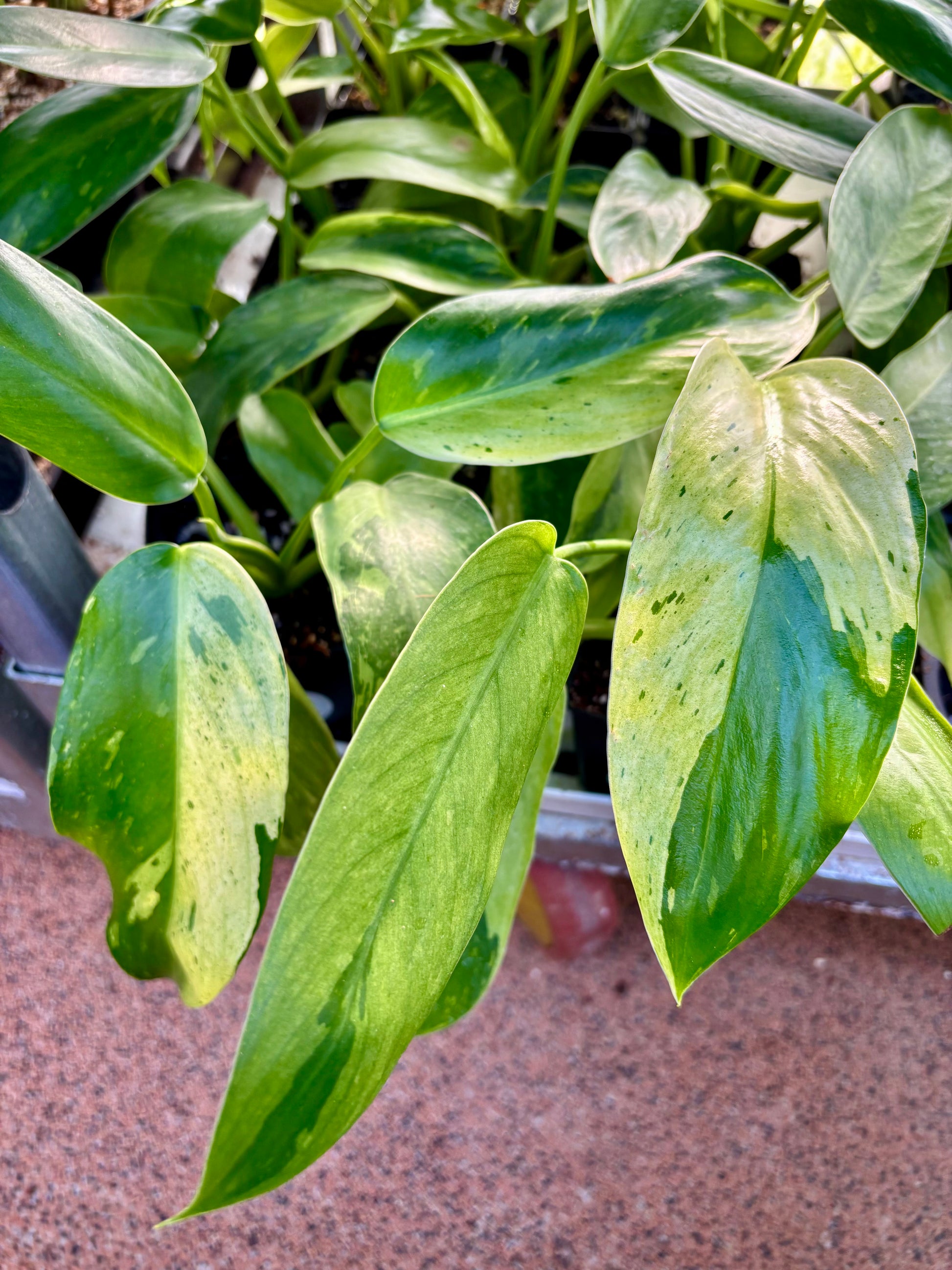 Philodendron Jose Buono - Exotic-Flowers