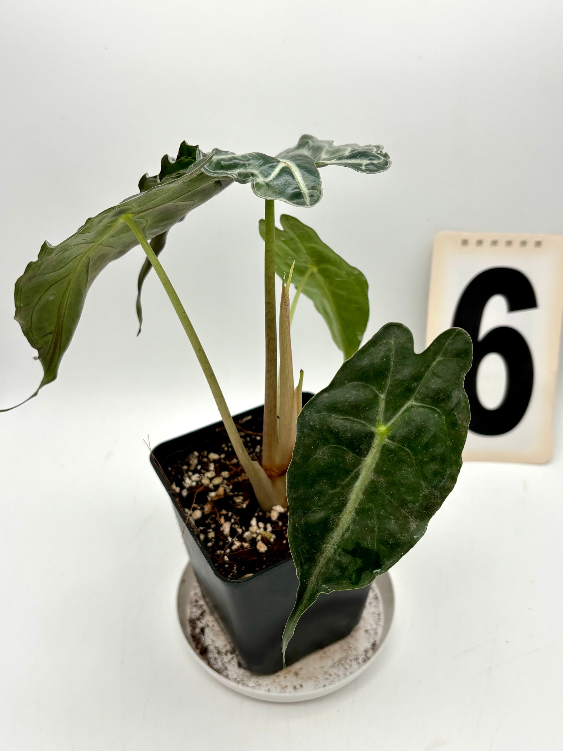 Alocasia Venom