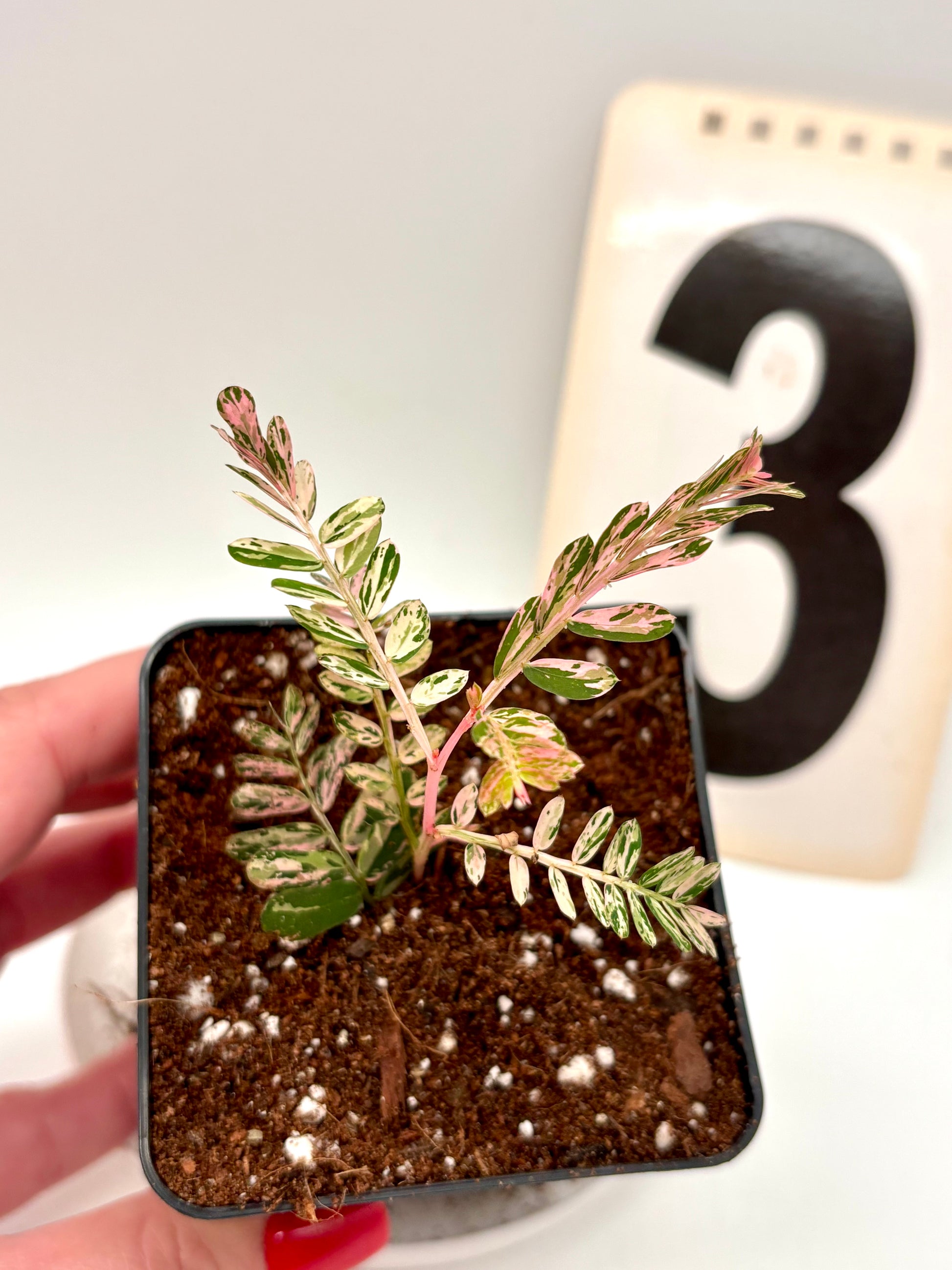Phyllanthus Urinaria Pink Variegata