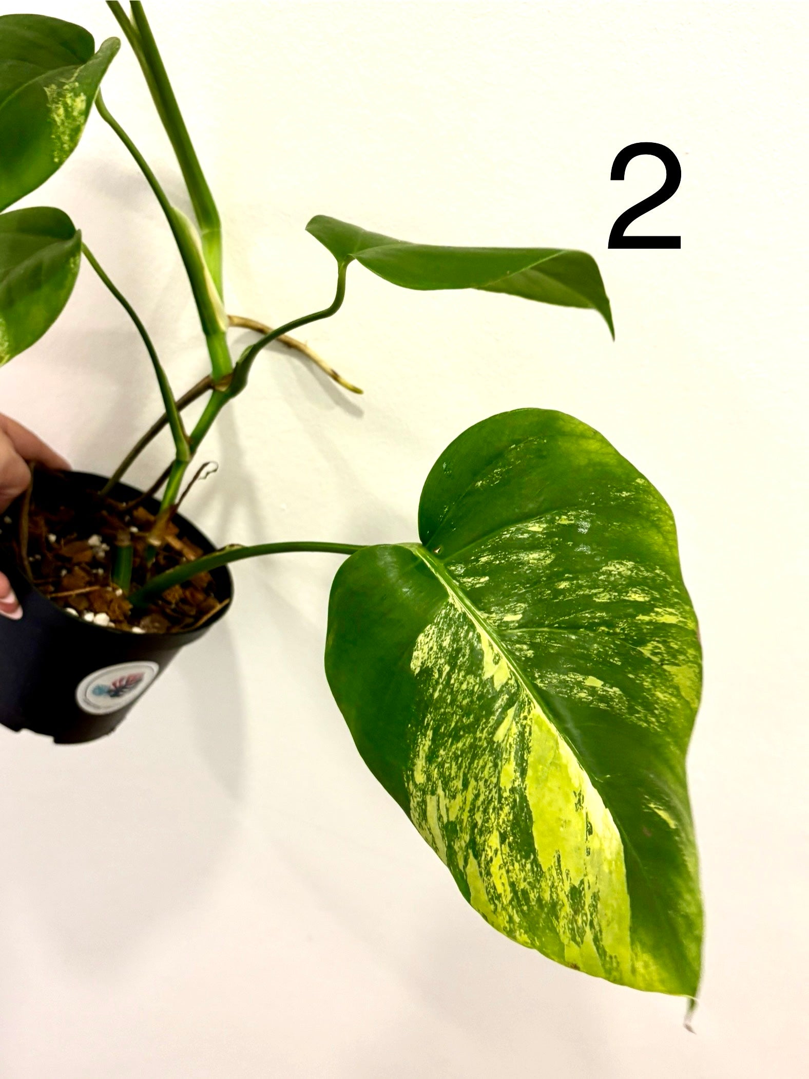 Monstera Aurea Variegata