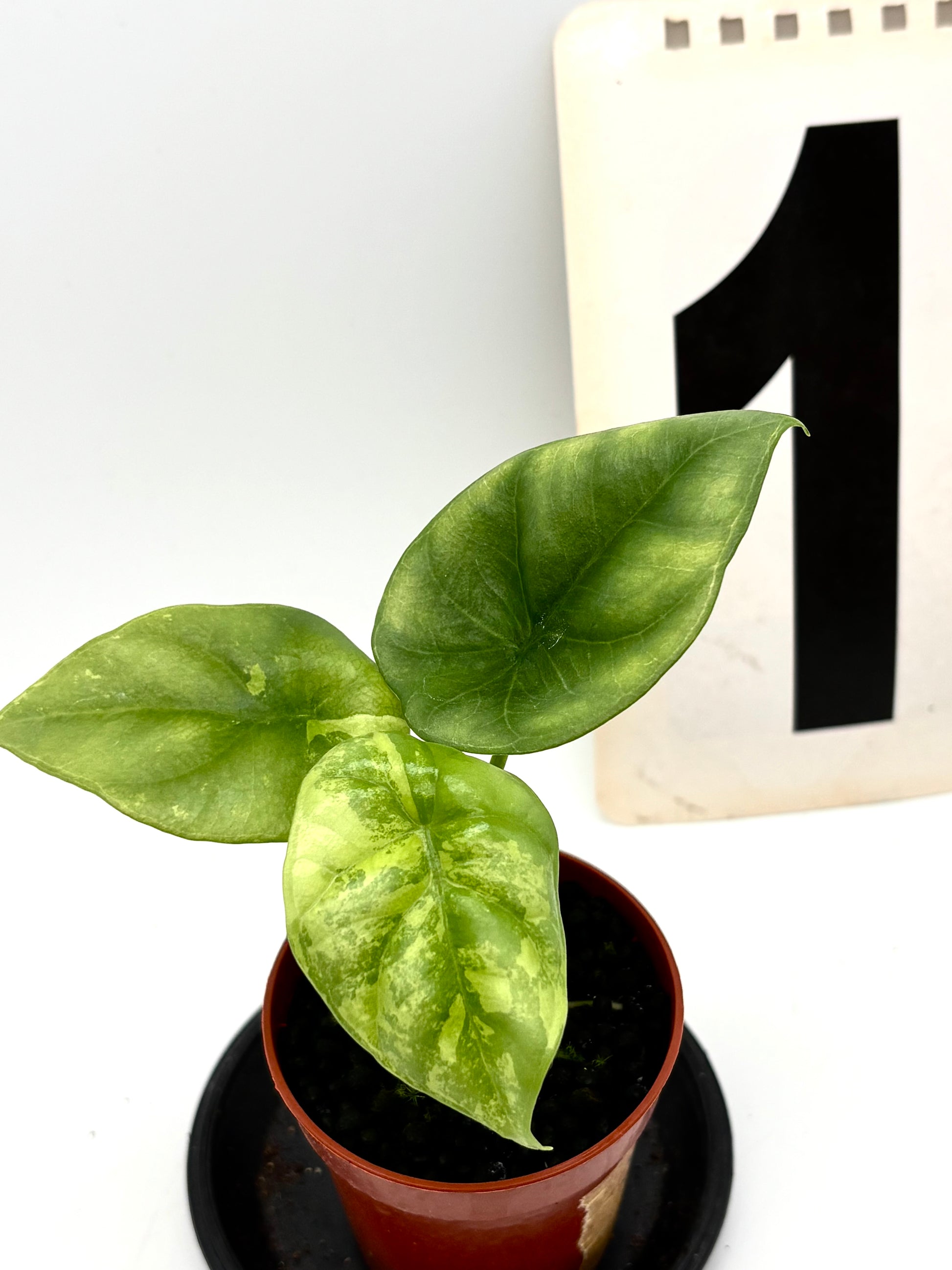 Alocasia Sinuata Variegata Pflanze mit grünen und weißen Blättern, exotische Zimmerpflanze von Exotic-Flowers