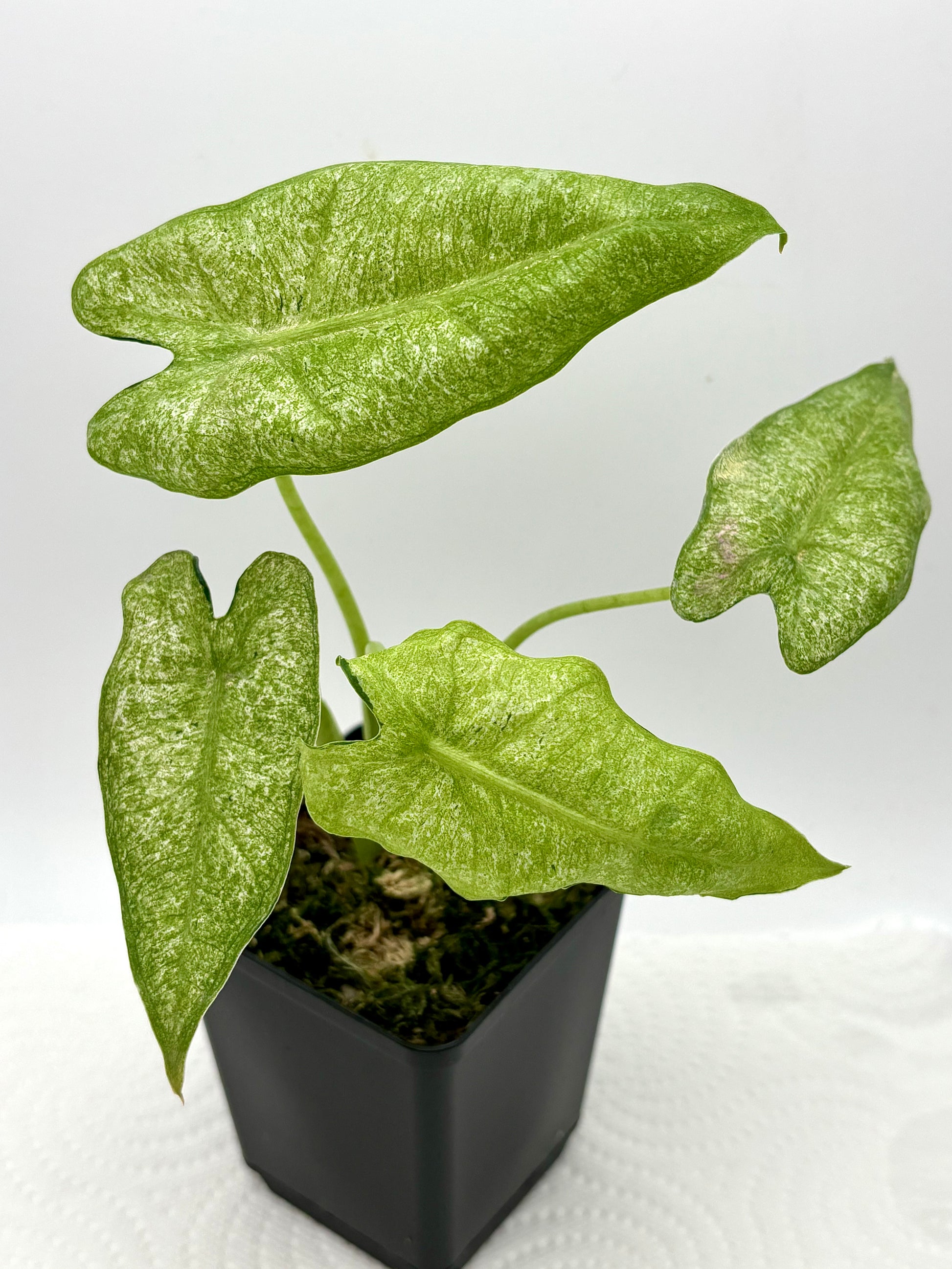Alocasia Frydek Mint