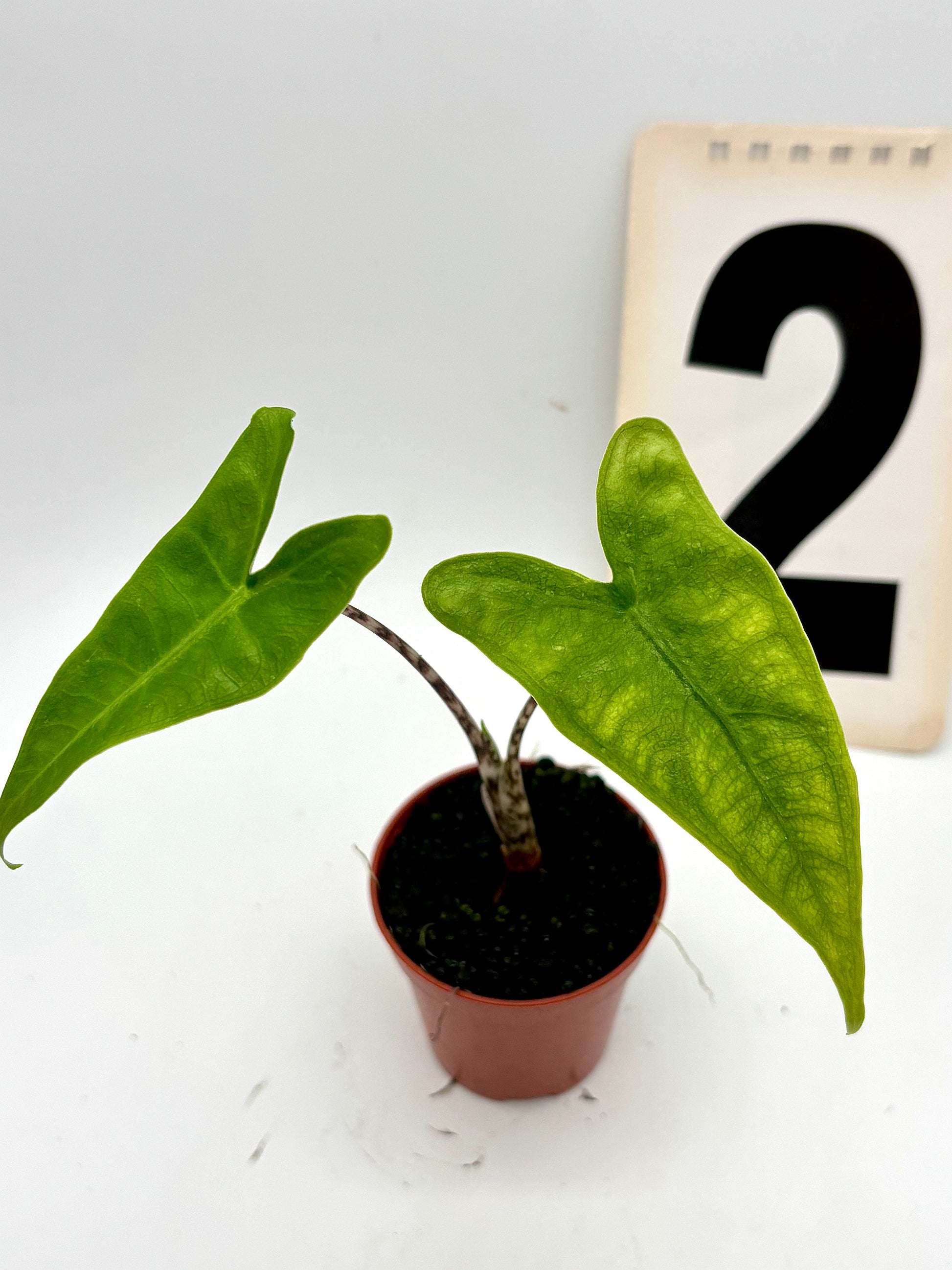 Alocasia Reticulata