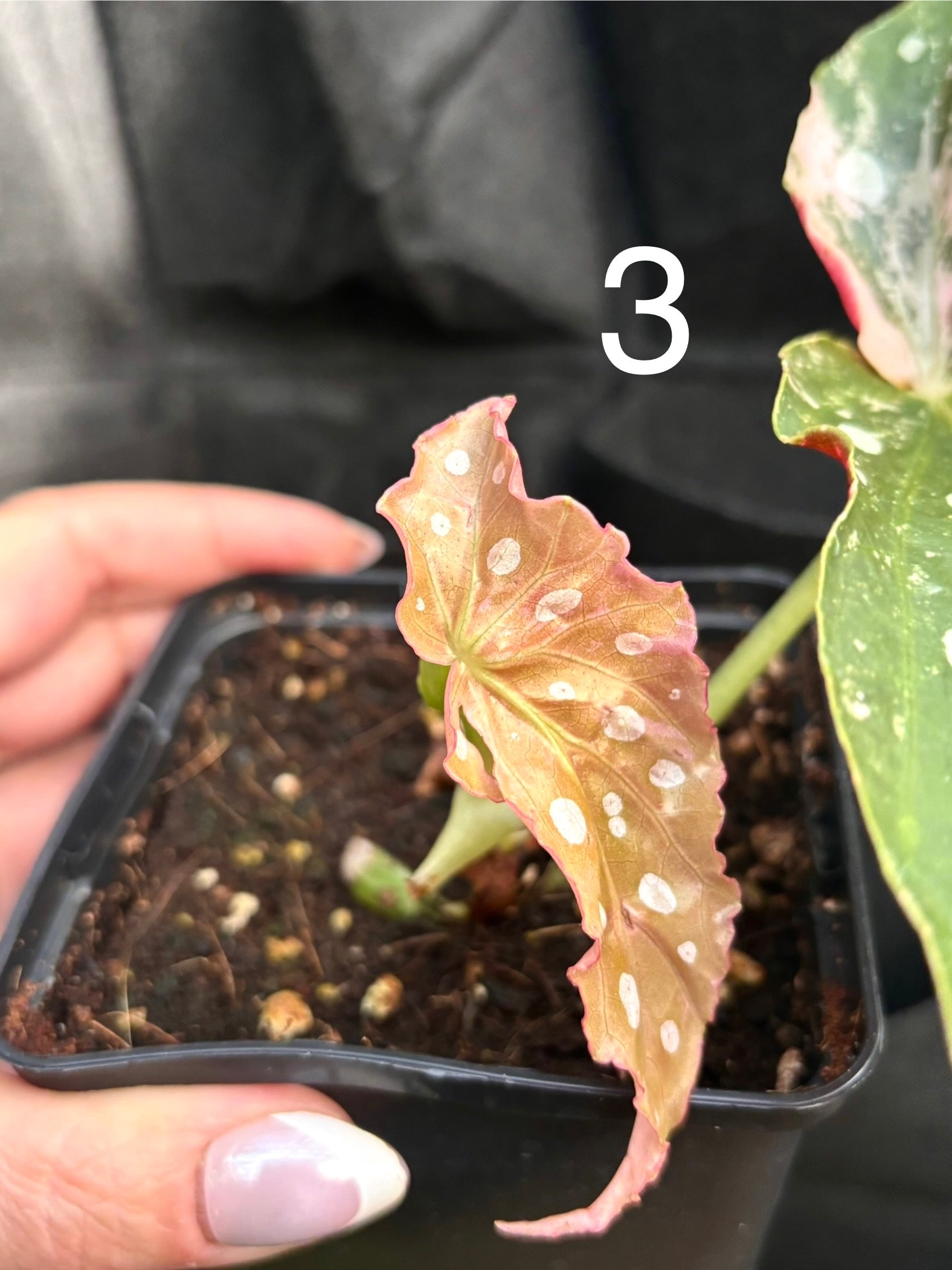 Begonia Maculata Pink Variegata