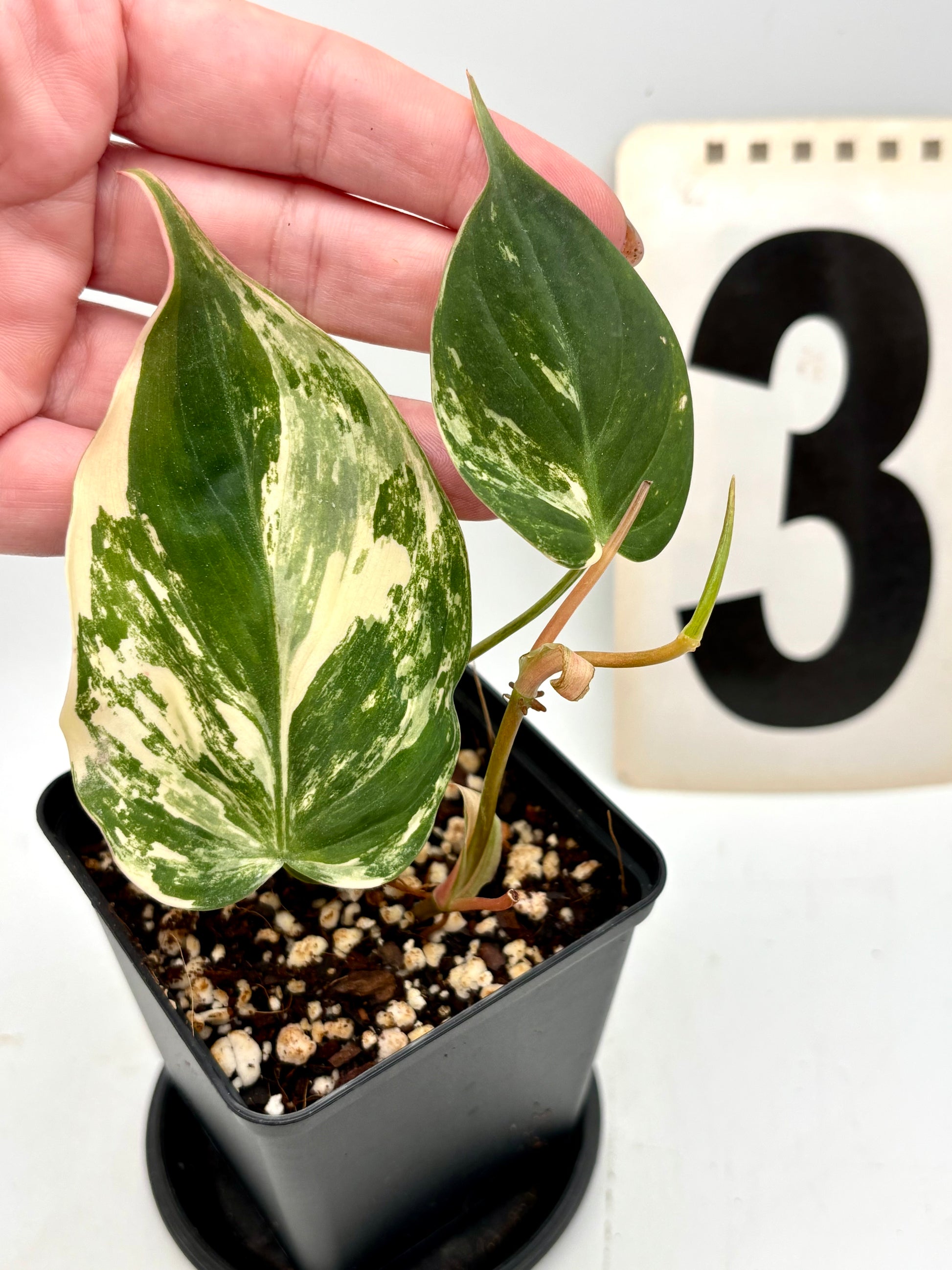 Philodendron Micans Variegata Pflanze mit grünen und variierten Blättern, Indoor-Topfpflanze von Exotic-Flowers