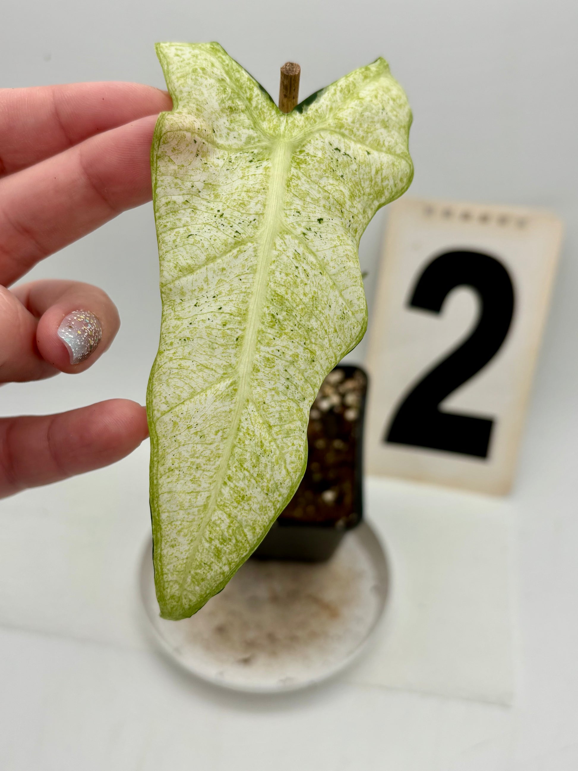 Grüne Alocasia Frydek Mint Pflanze von Exotic-Flowers mit großen, glänzenden Blättern auf einem weißen Hintergrund