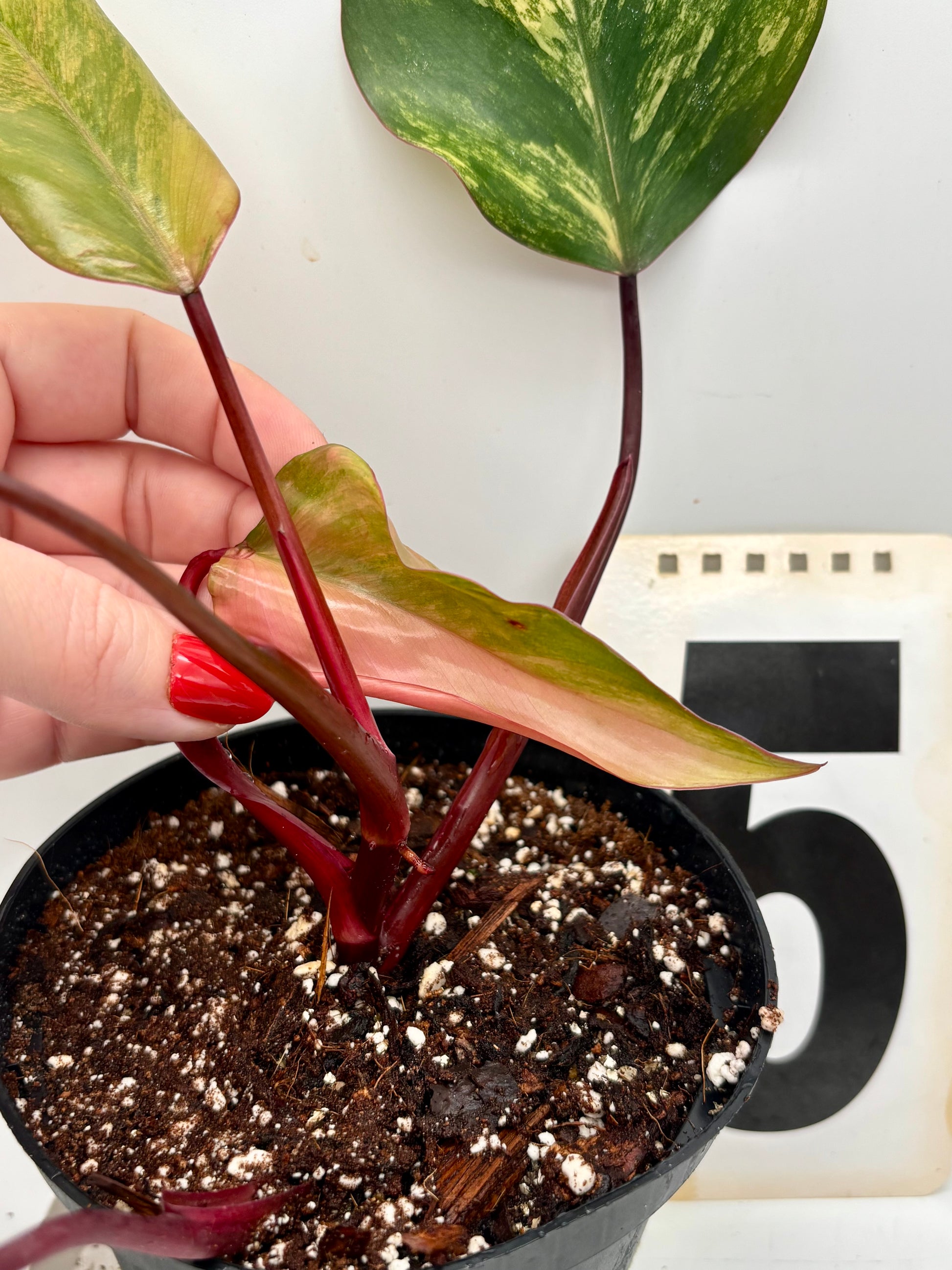 Philodendron Strawberry Shake - Exotic-Flowers