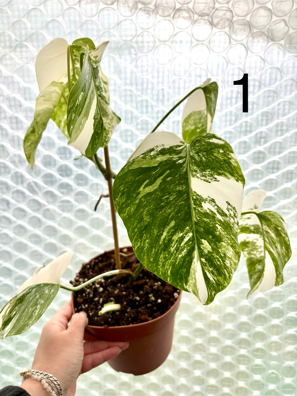 Variegierte Monstera Pflanze von Exotic-Flowers mit grünen und weißen Blättern, detailreiche Blattform, natürliche Raumdekoration