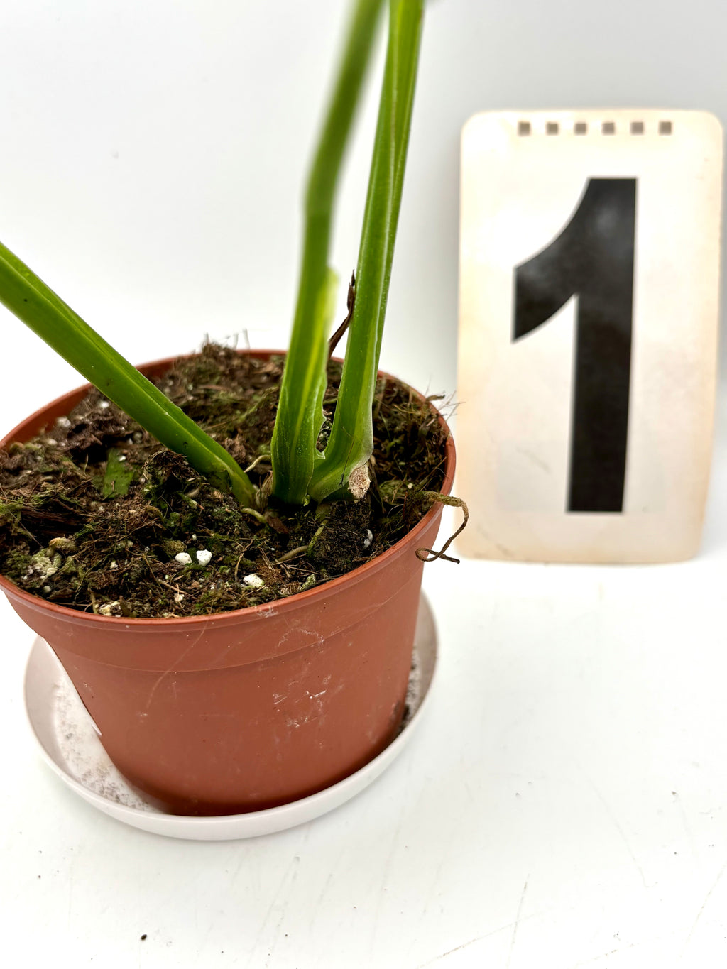 Monstera Adansonii Aurea Variegata Pflanze mit grünen und gelben Blättern, dekorativ im Topf, von Exotic-Flowers.