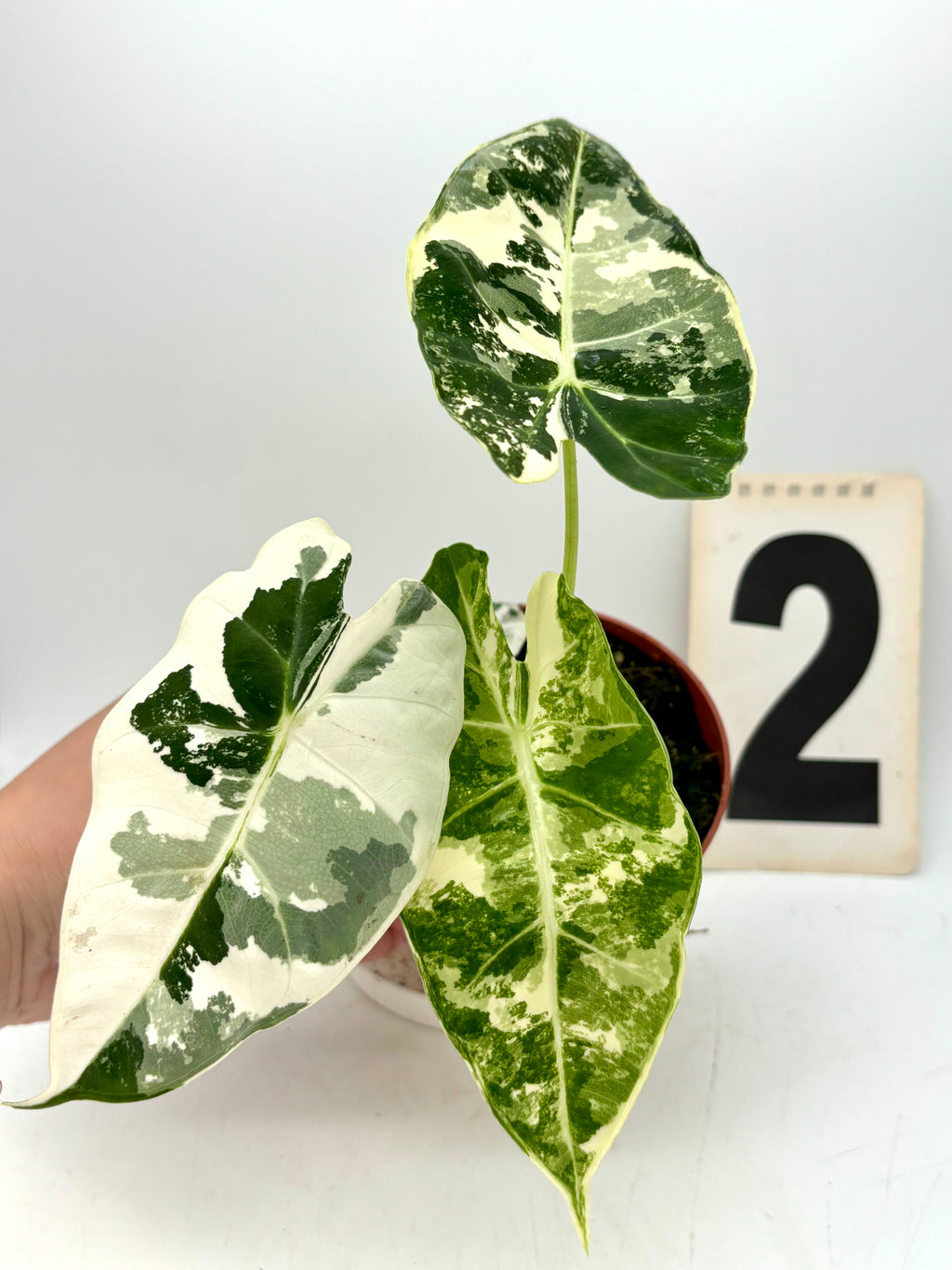 Alocasia Frydek Variegata