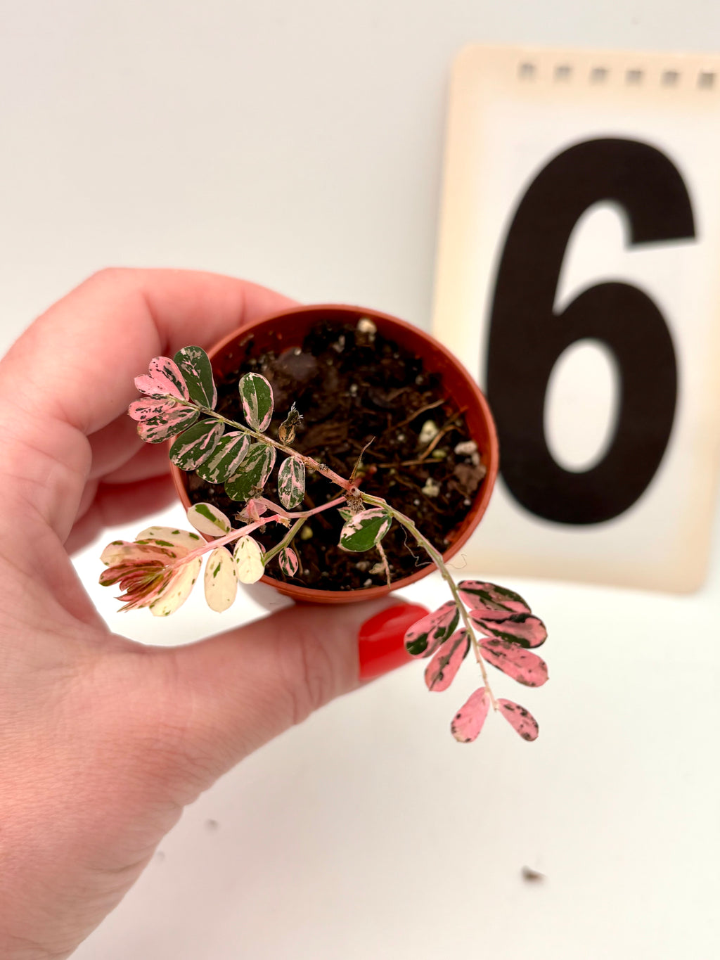 Phyllanthus Urinaria Pink Variegata