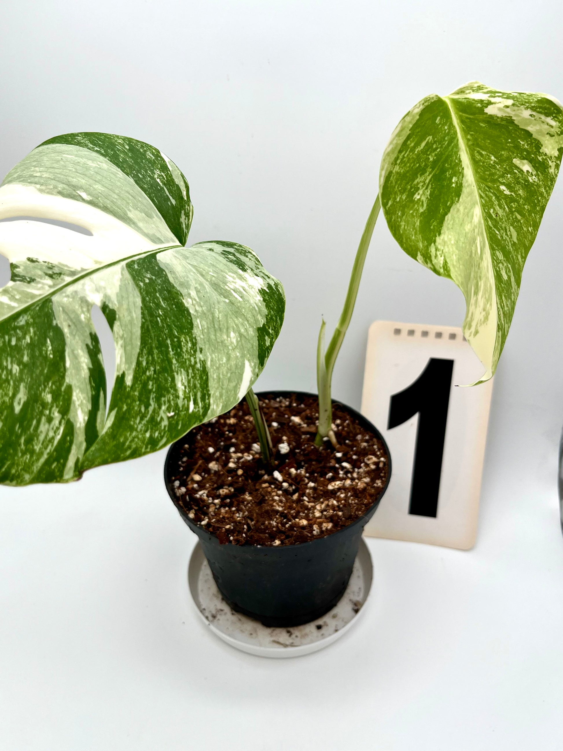 Monstera Variegata