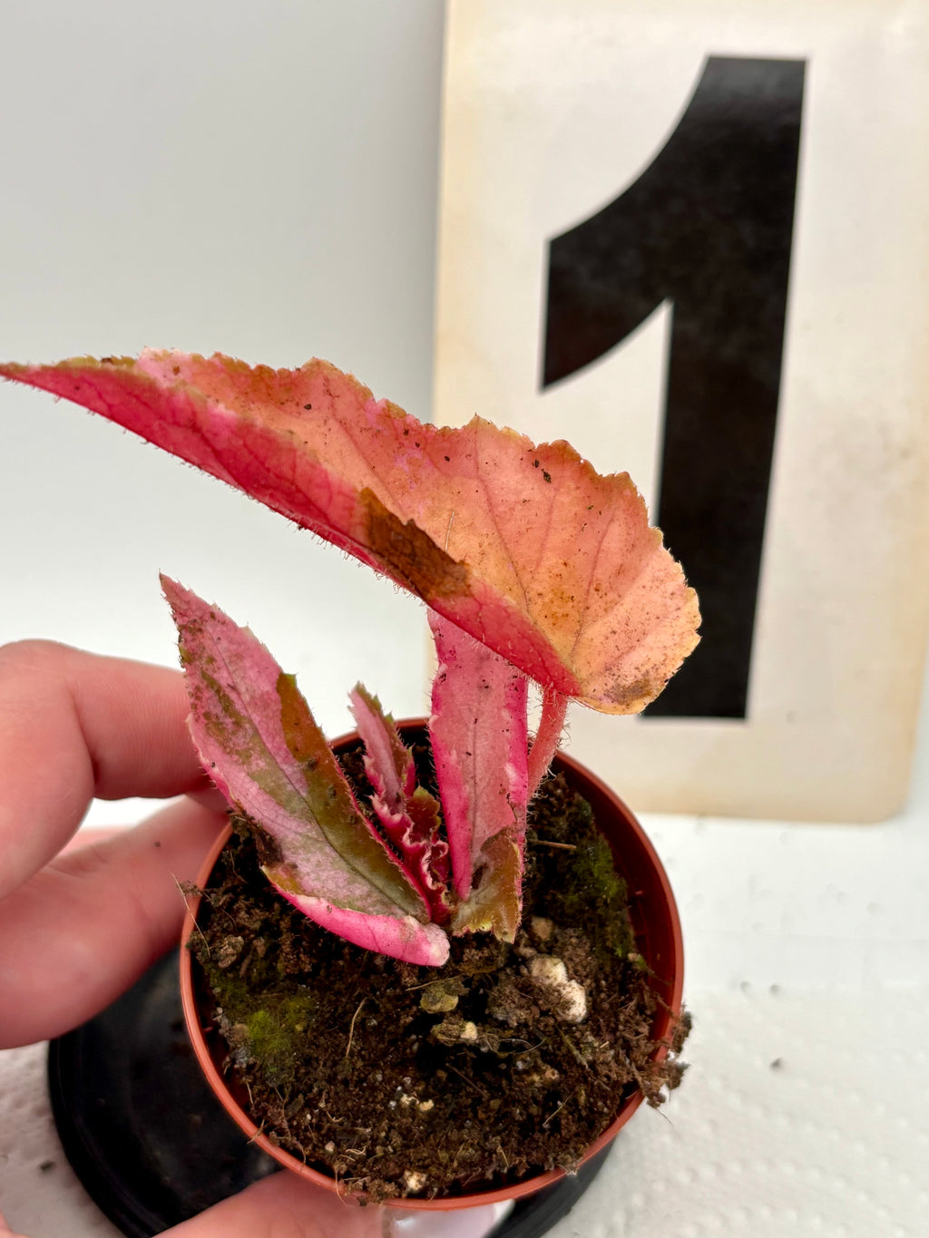 Begonia Ginny Galaxy Variegata