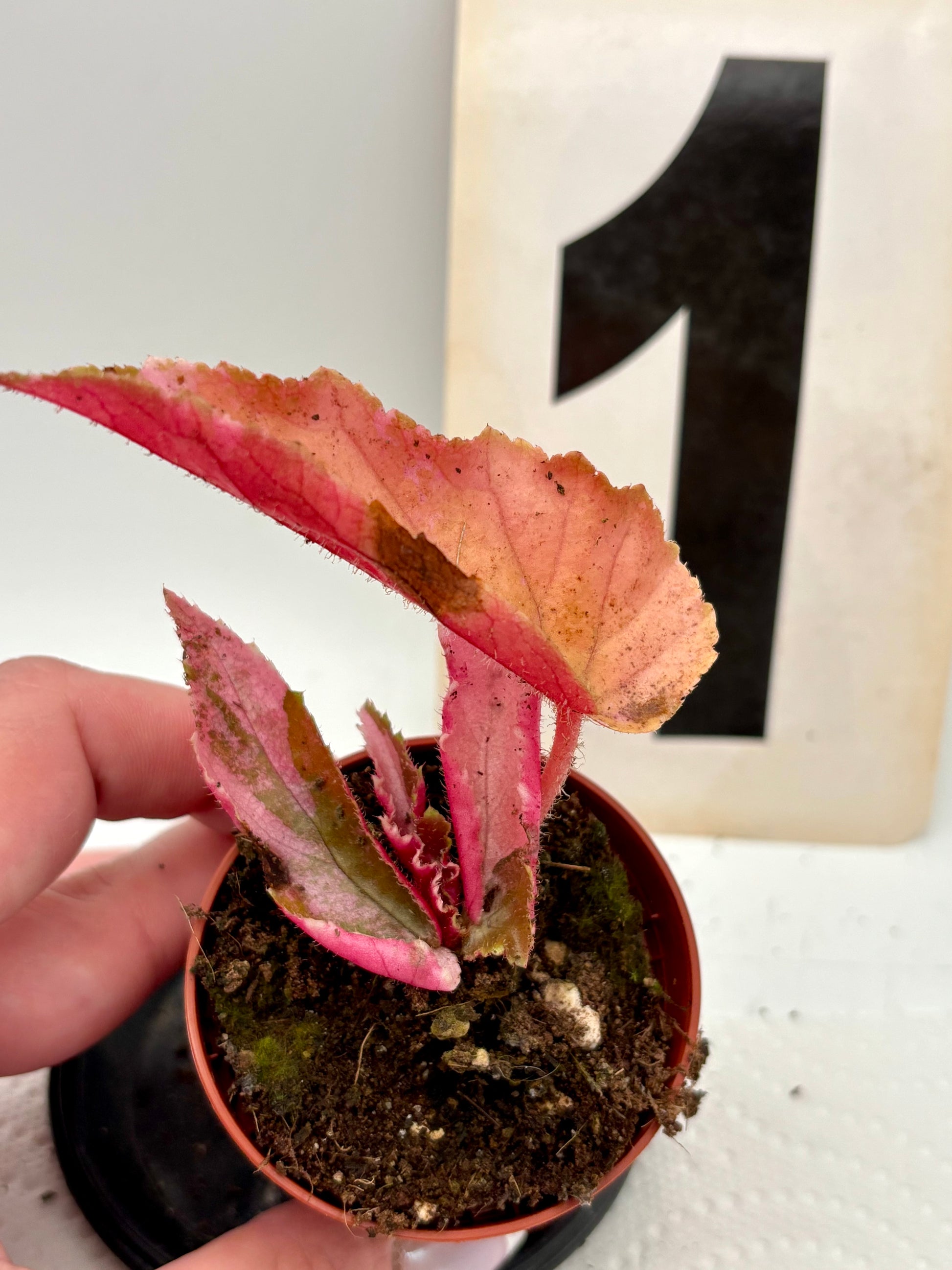 Begonia Ginny Galaxy Variegata