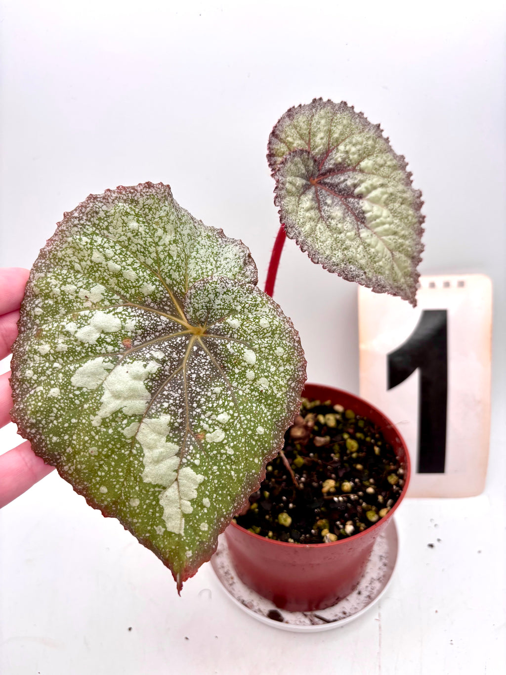 Begonie Speckled von Exotic-Flowers, detailreiche Blätter mit weißen Flecken, perfekt für Zimmerpflanzen und Dekoration.