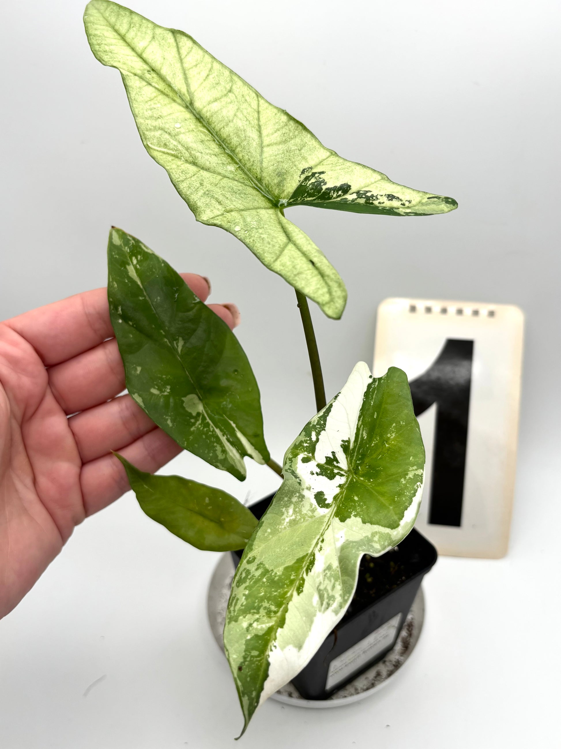 Alocasia Simpo Albo Variegata