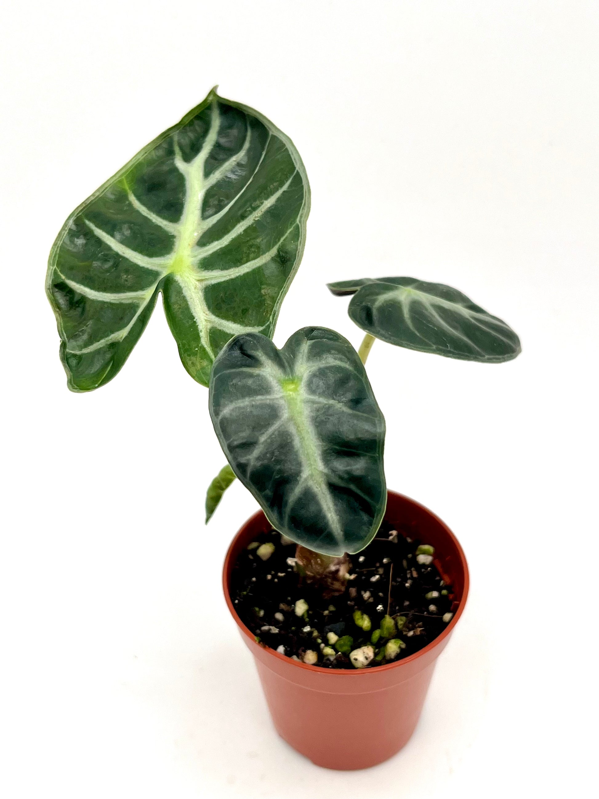 Alocasia Balloon Heart