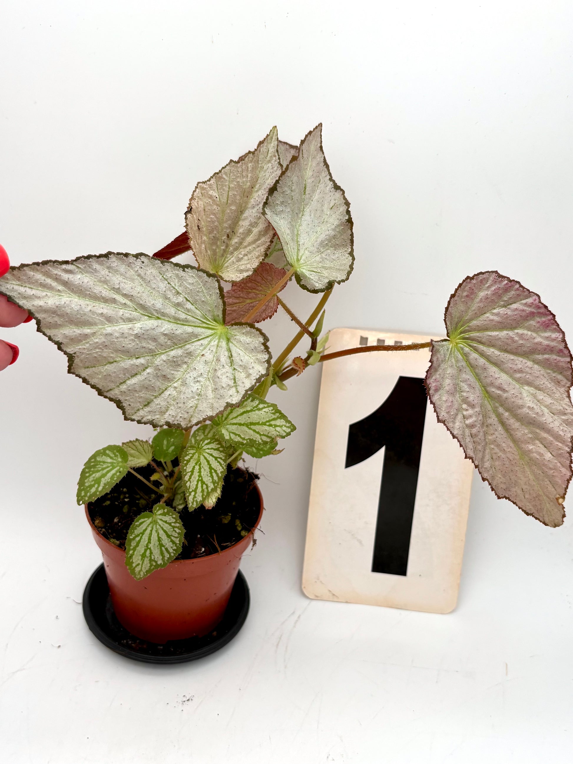 Doppelblättrige Begonie Two Face von Exotic-Flowers, Nahaufnahme der bunten, zweifarbigen Blätter