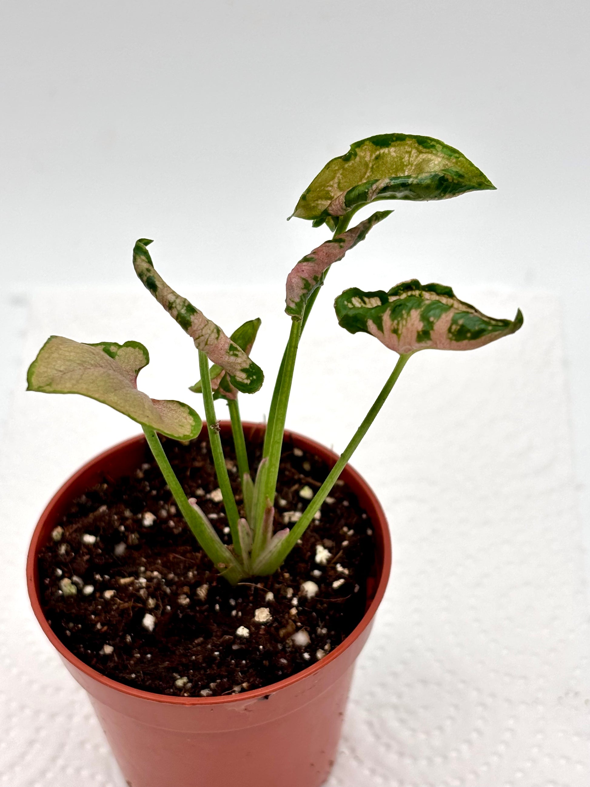 Syngonium Pink Rolli