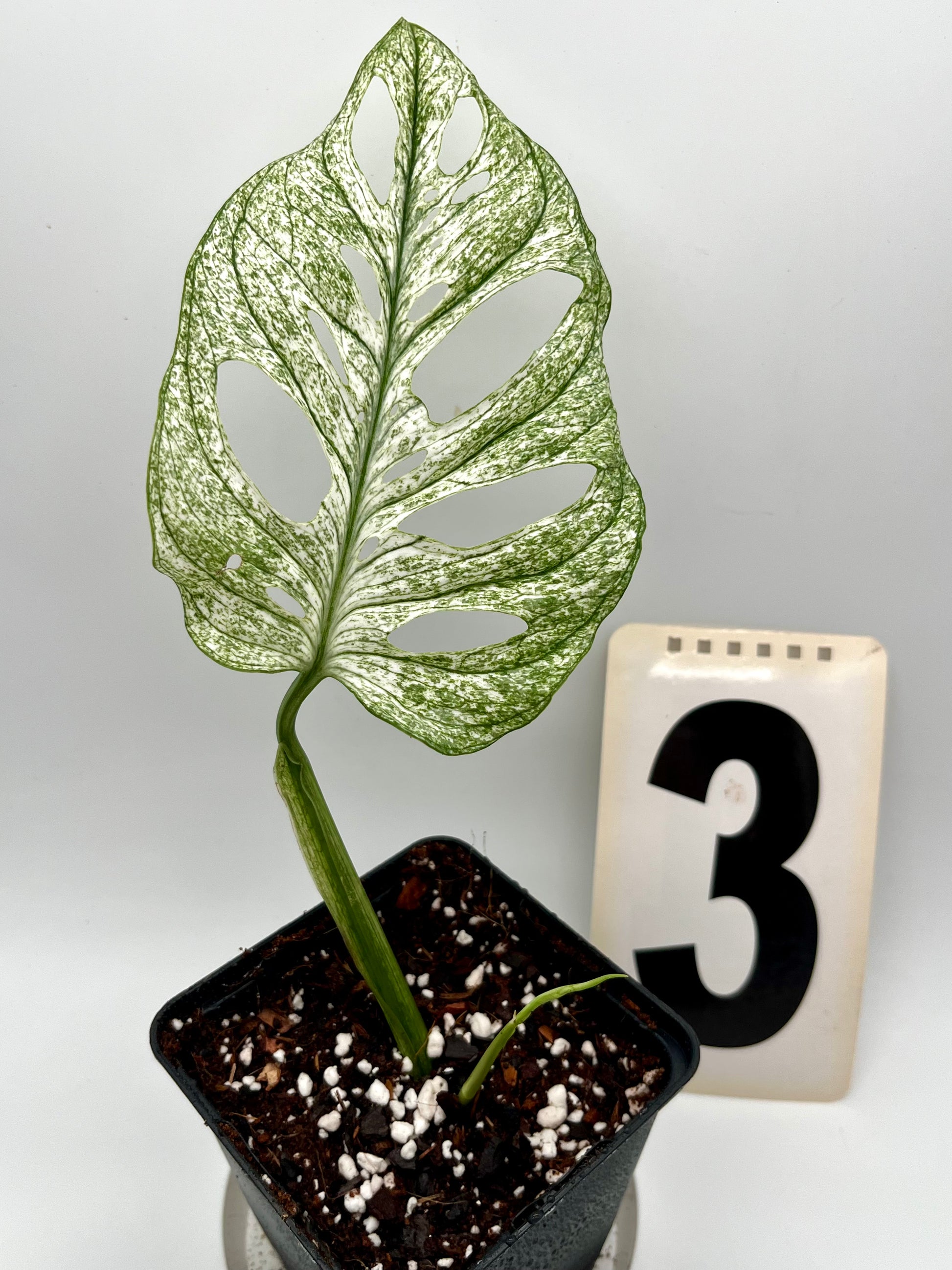 Monstera Adansonii Mint