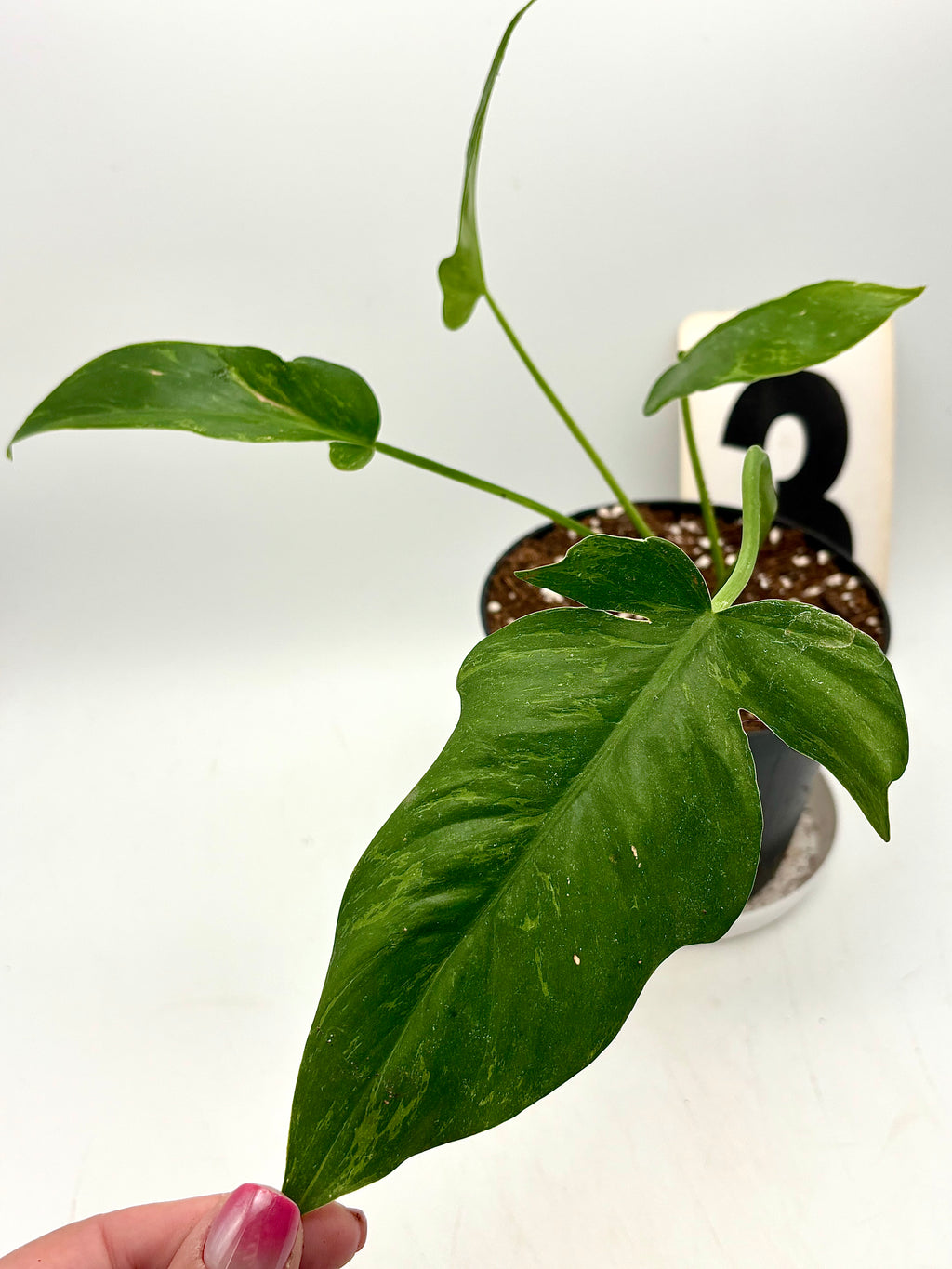 Exotic-Flowers Philodendron Golden Dragon Lime Fiddle, grüne Zimmerpflanze mit goldgelben Blättern auf natürlichem Hintergrund