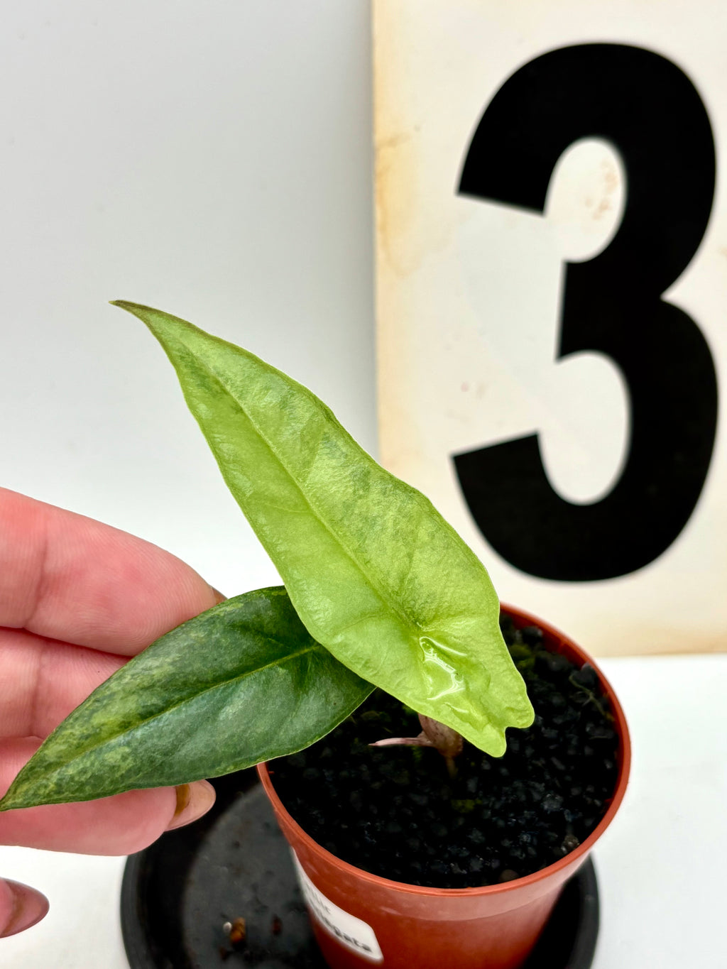 Alocasia Metallic Blue Aurea Variegata