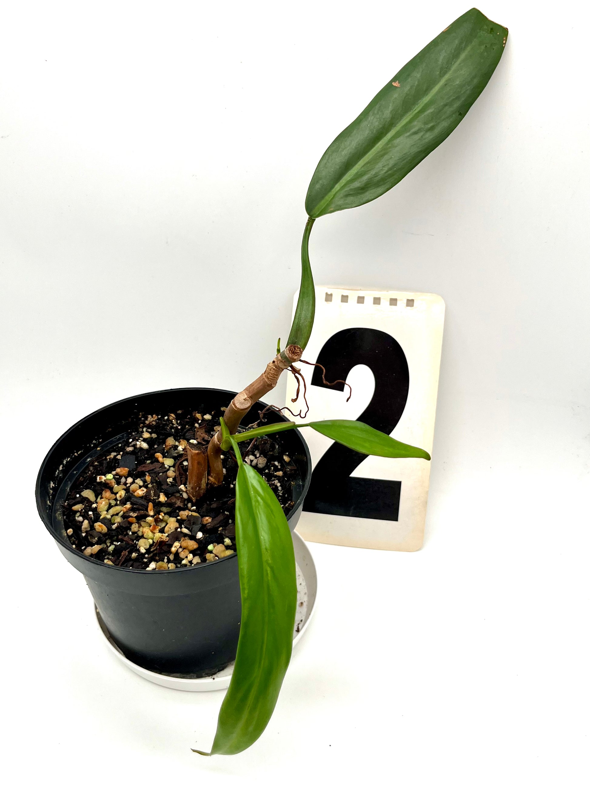 Philodendron Bicolor