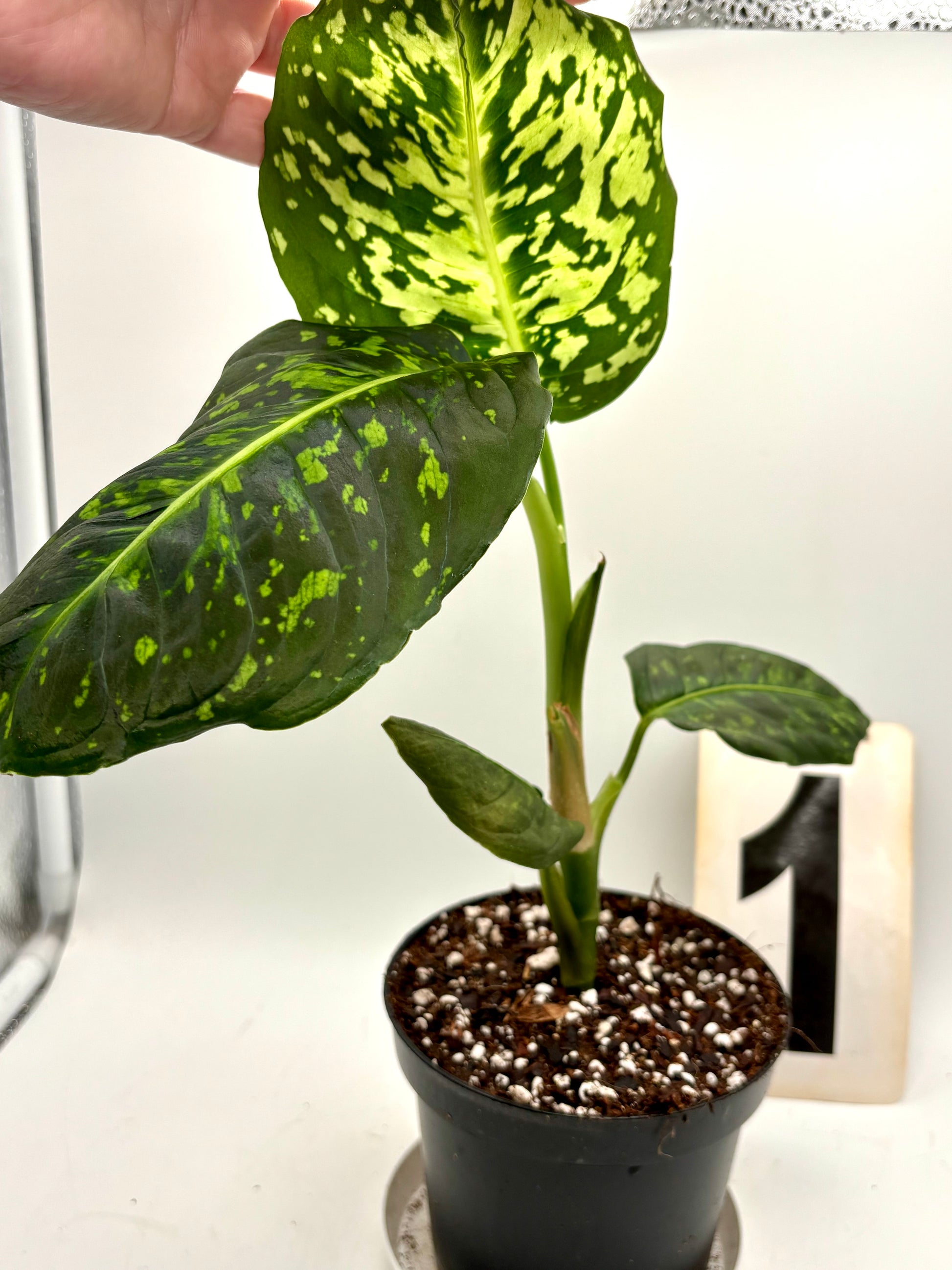 Dieffenbachia Reflector Pflanze von Exotic-Flowers, grüne Blätter mit weißen Mustern, in Topf aufgestellt.
