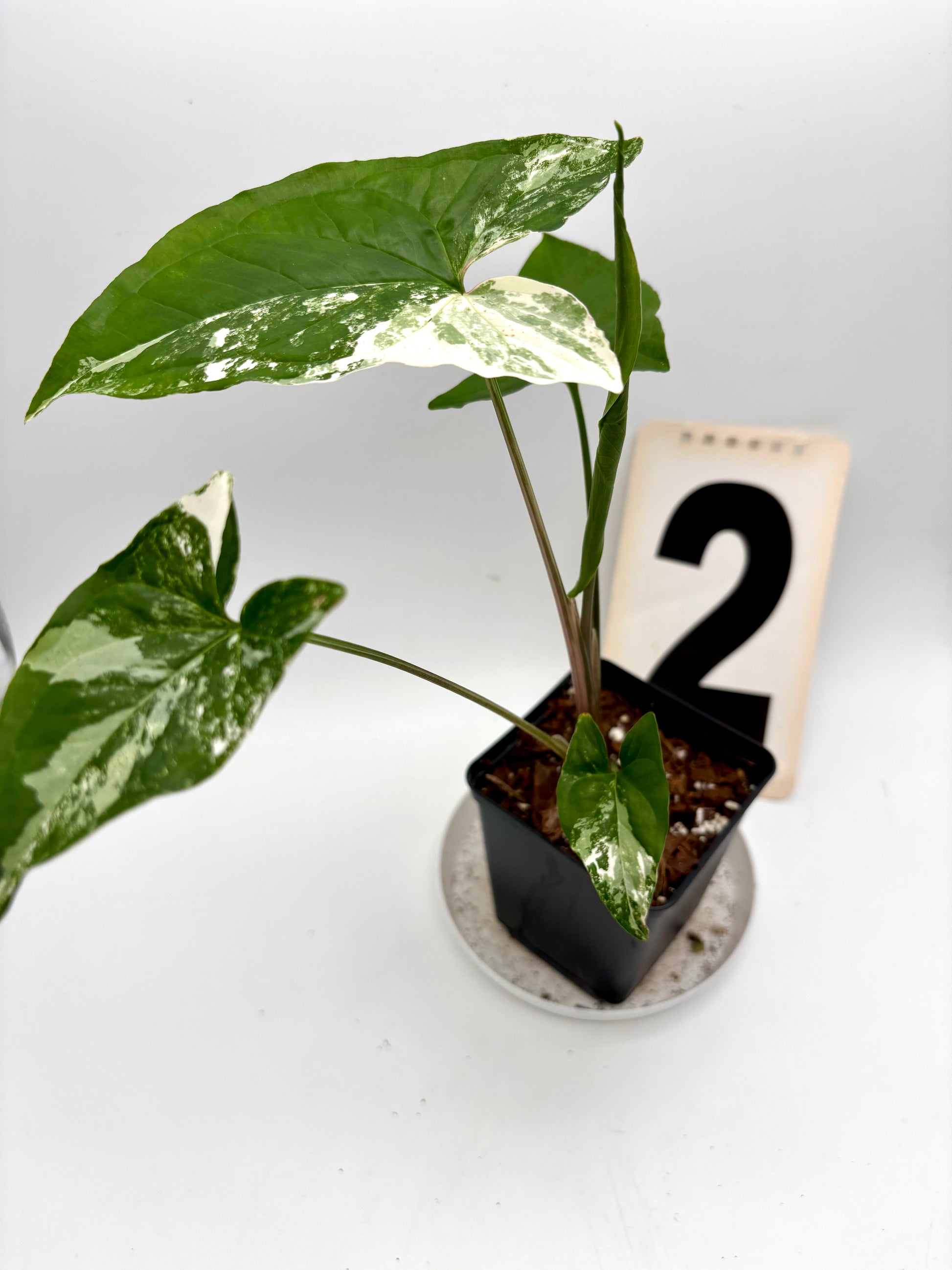 Syngonium Albo Variegata