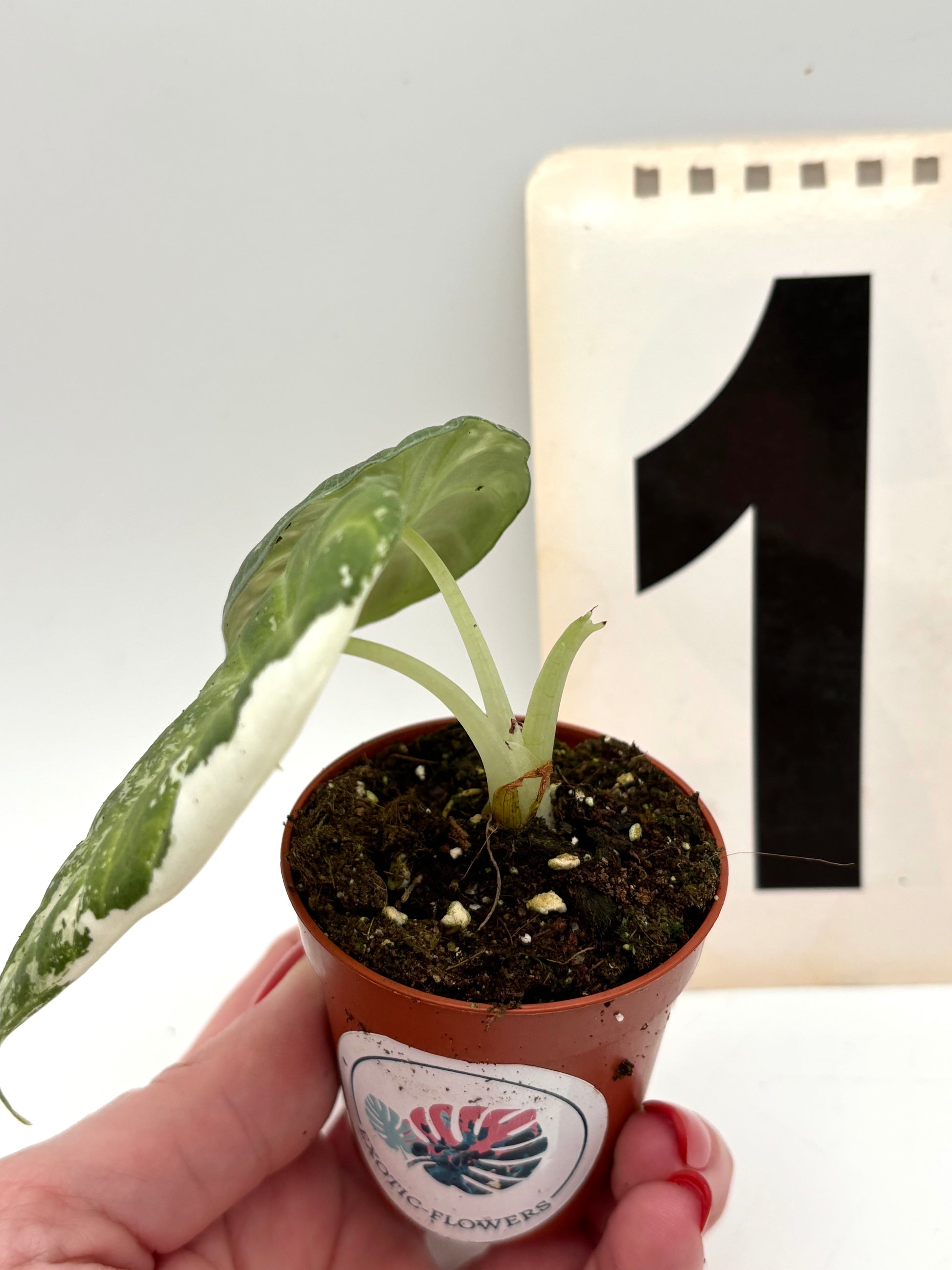 Alocasia Maharani Variegata - Exotic-Flowers
