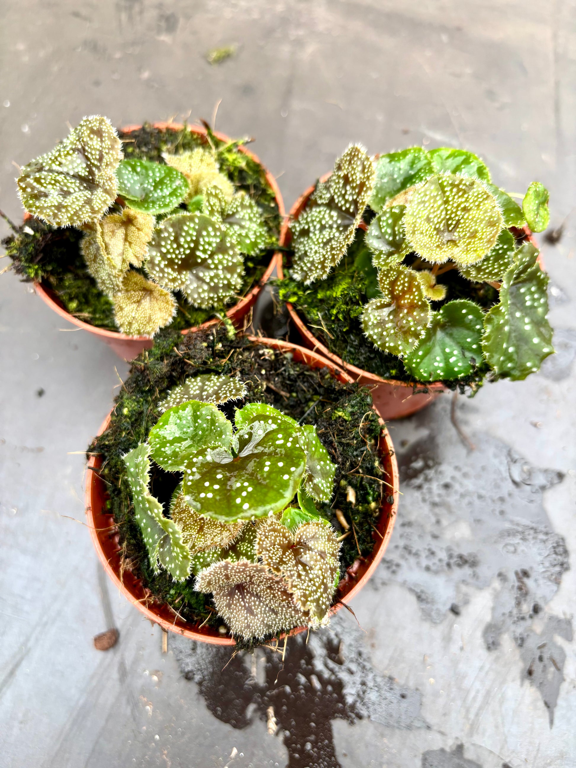 Begonia Curtisii Galaxy