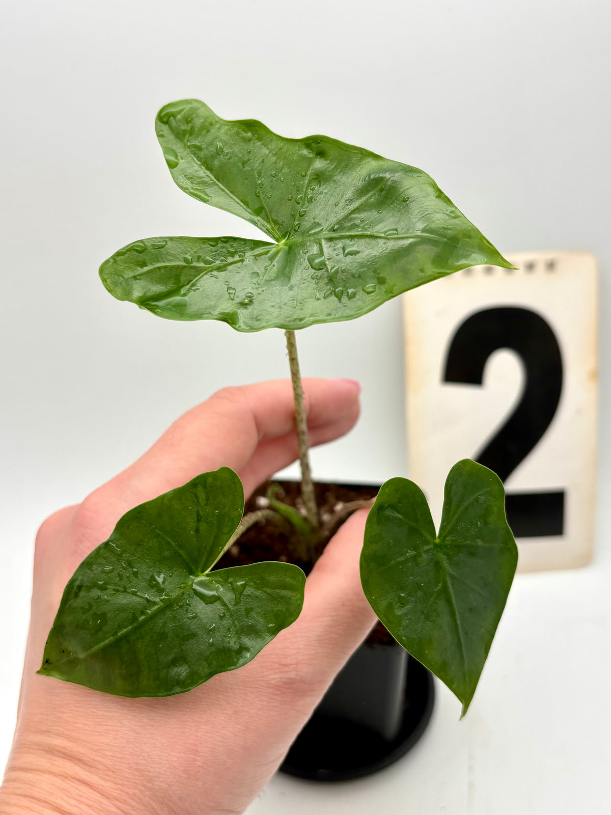 Alocasia Nycteris Pflanze mit großen, batflügelähnlichen Blättern, exotische Zimmerpflanze von Exotic-Flowers.