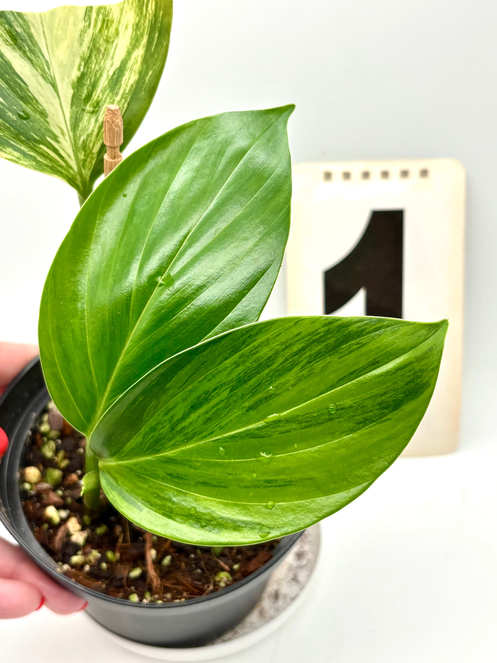 Variegierter Philodendron Dragon Tail von Exotic-Flowers mit grünen und weißen Blättern, detailreiche Pflanzenaufnahme