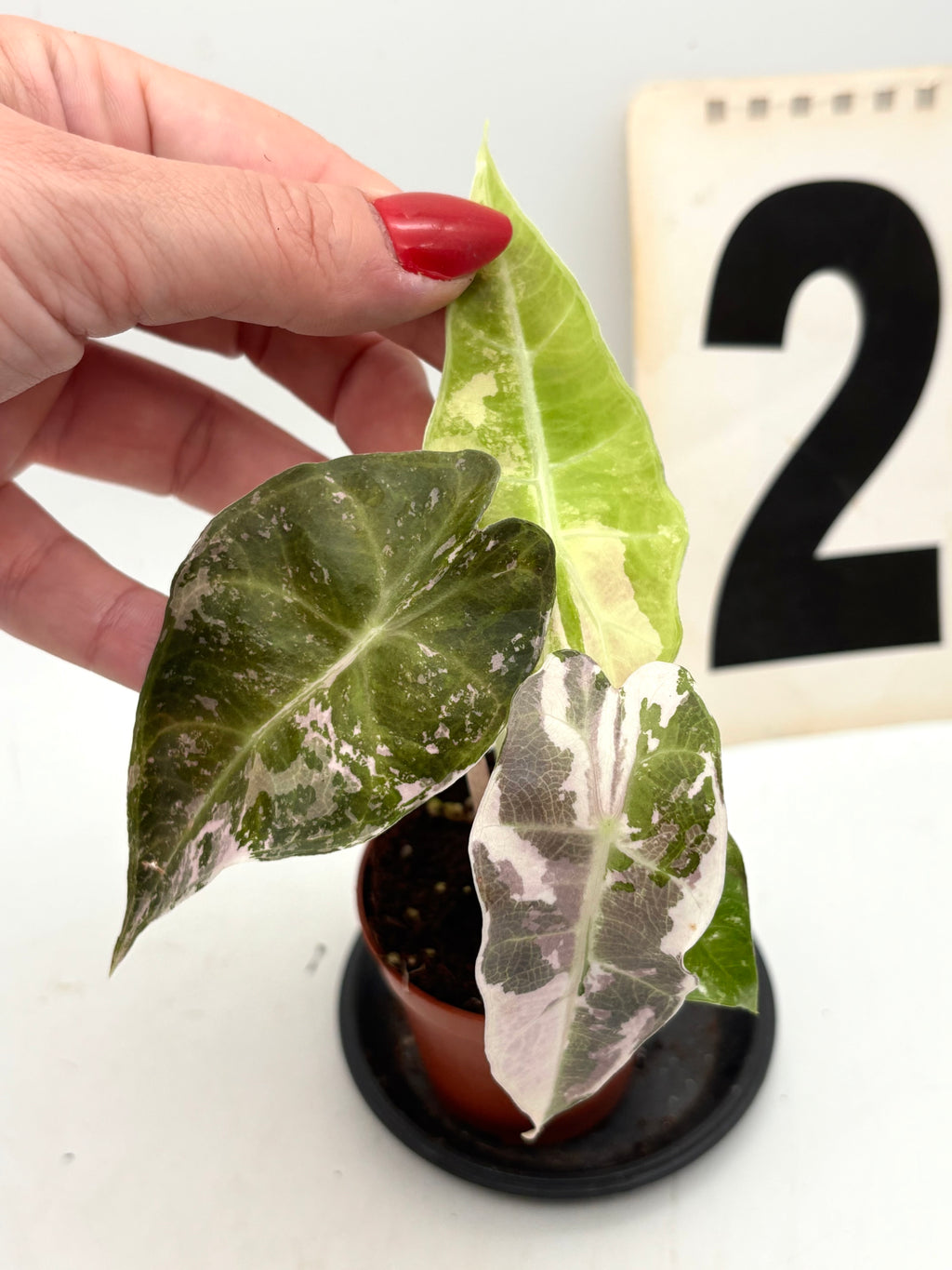 Alocasia Polly Variegata ‚Snowflake‘