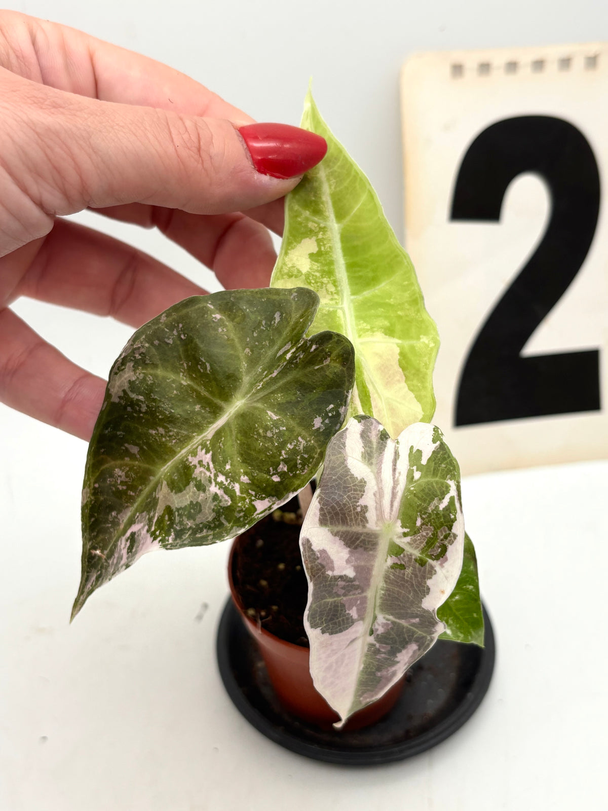 Alocasia Polly Variegata ‚Snowflake‘