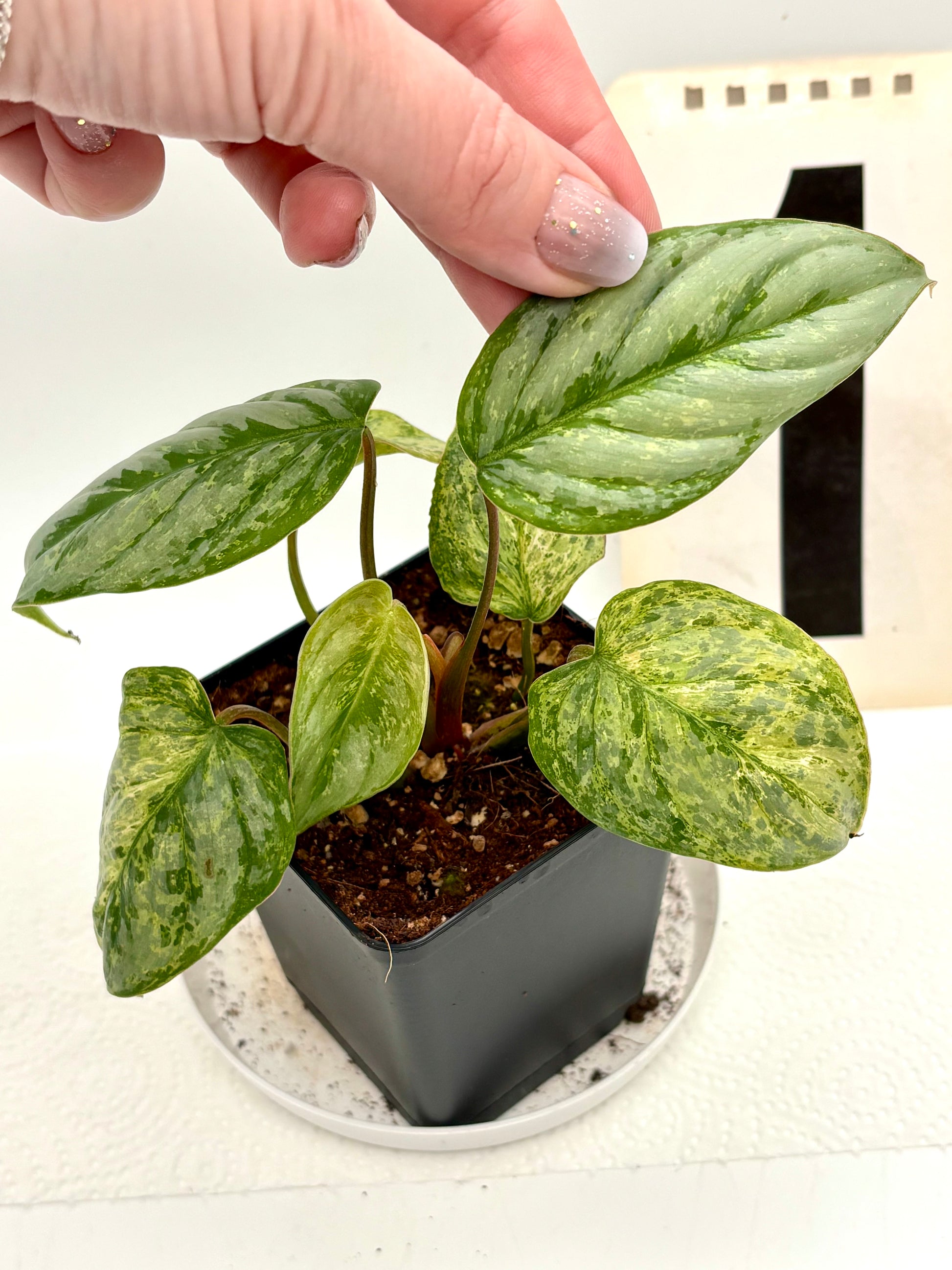 Philodendron Sodiroi Variegata - Exotic-Flowers