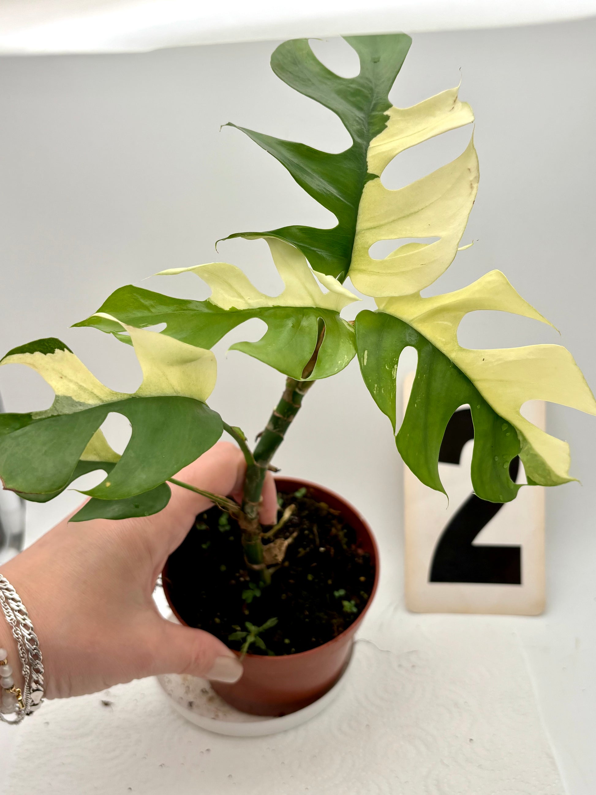 Rhaphidophora Tetrasperma Albo Variegata / Monstera Minima