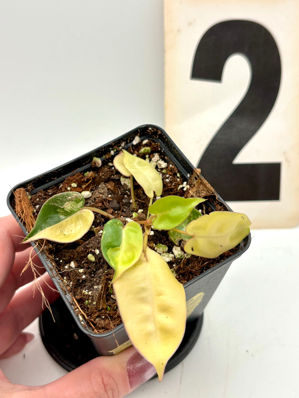 Variegierter Philodendron Billietiae von Exotic-Flowers, grüne Blätter mit gelblichen Mustern, Zimmerpflanze für tropisches Flair