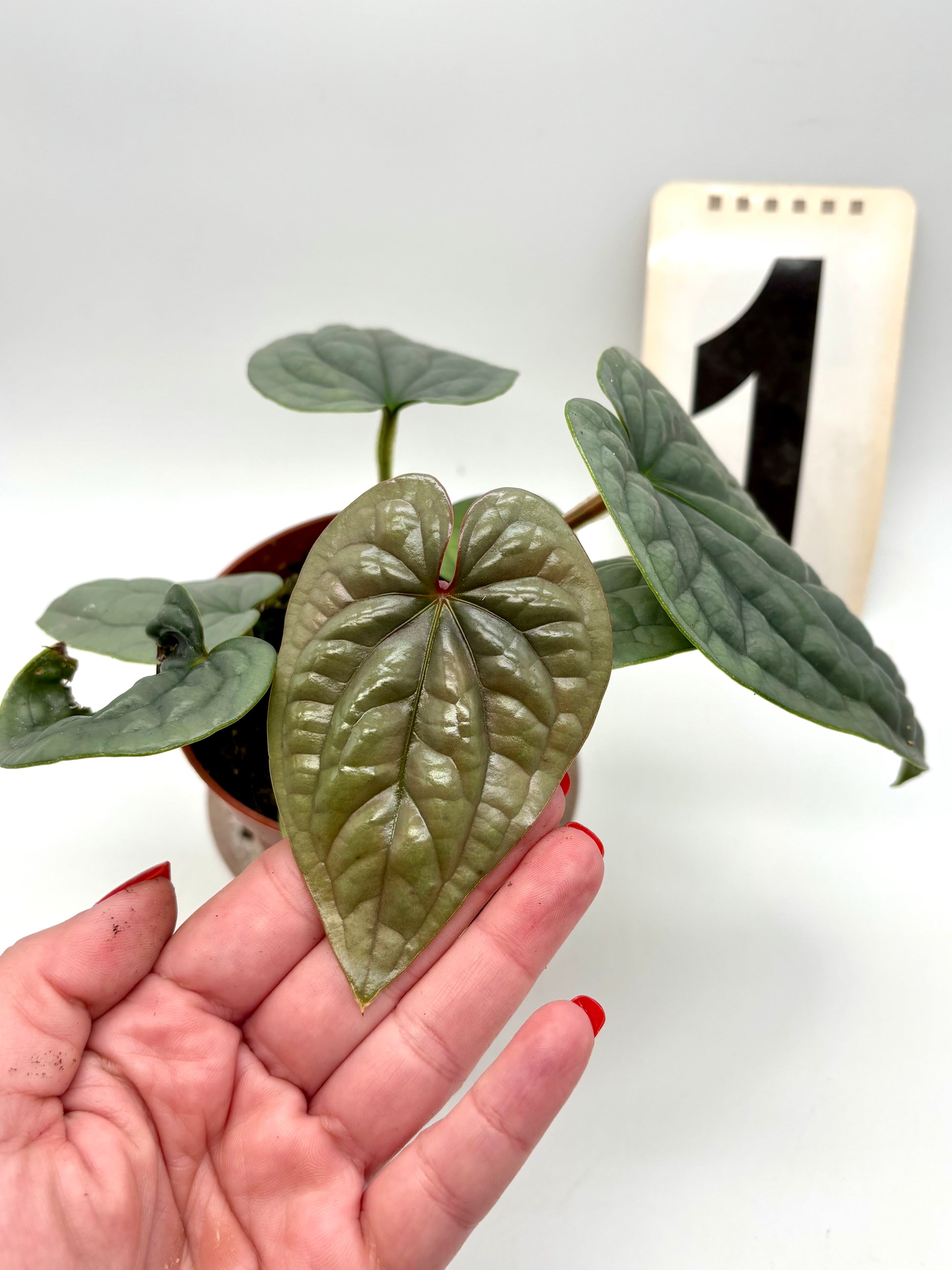 Anthurium Luxurians