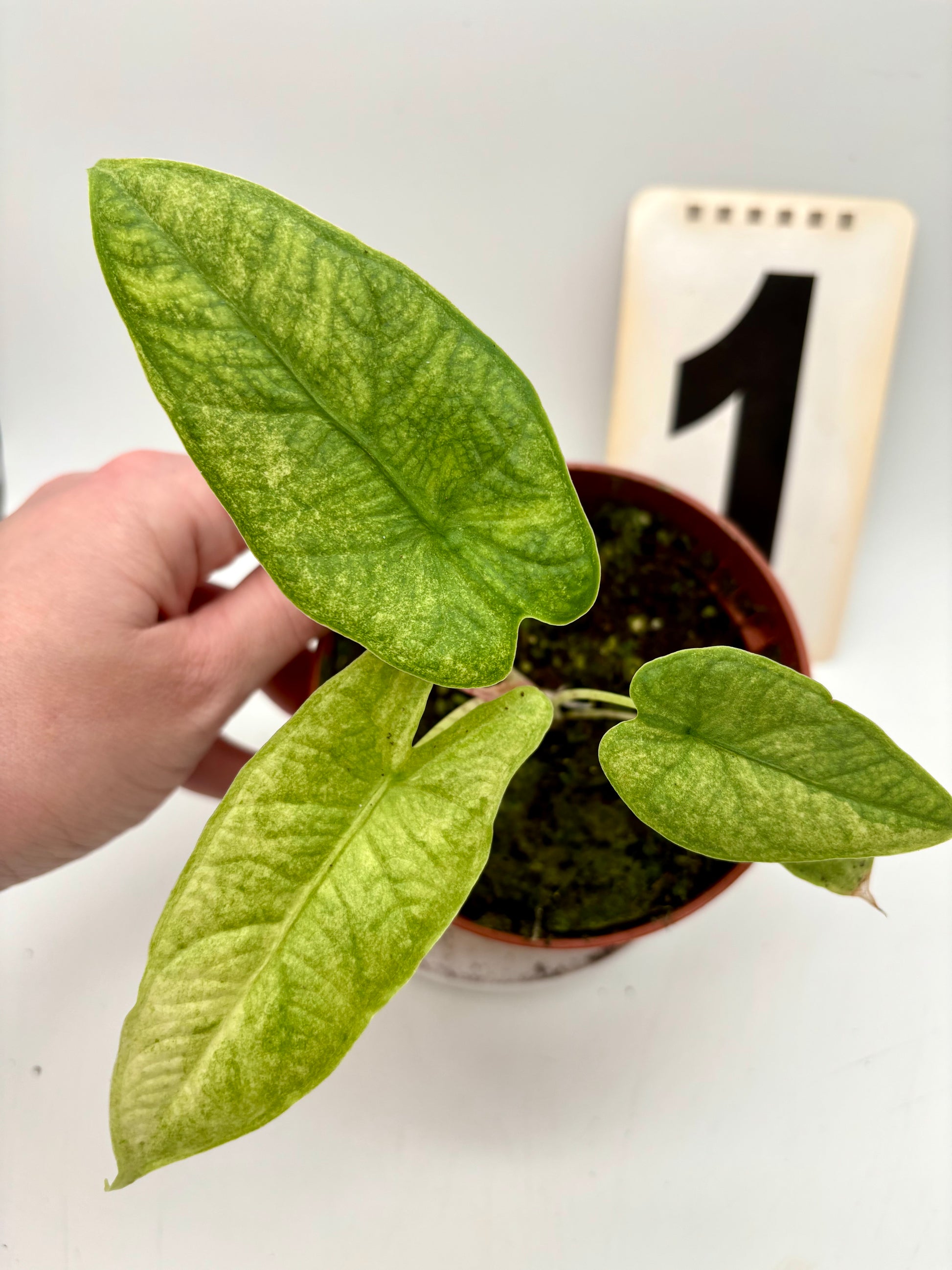 Alocasia Carpet sp Sulawesi Variegata