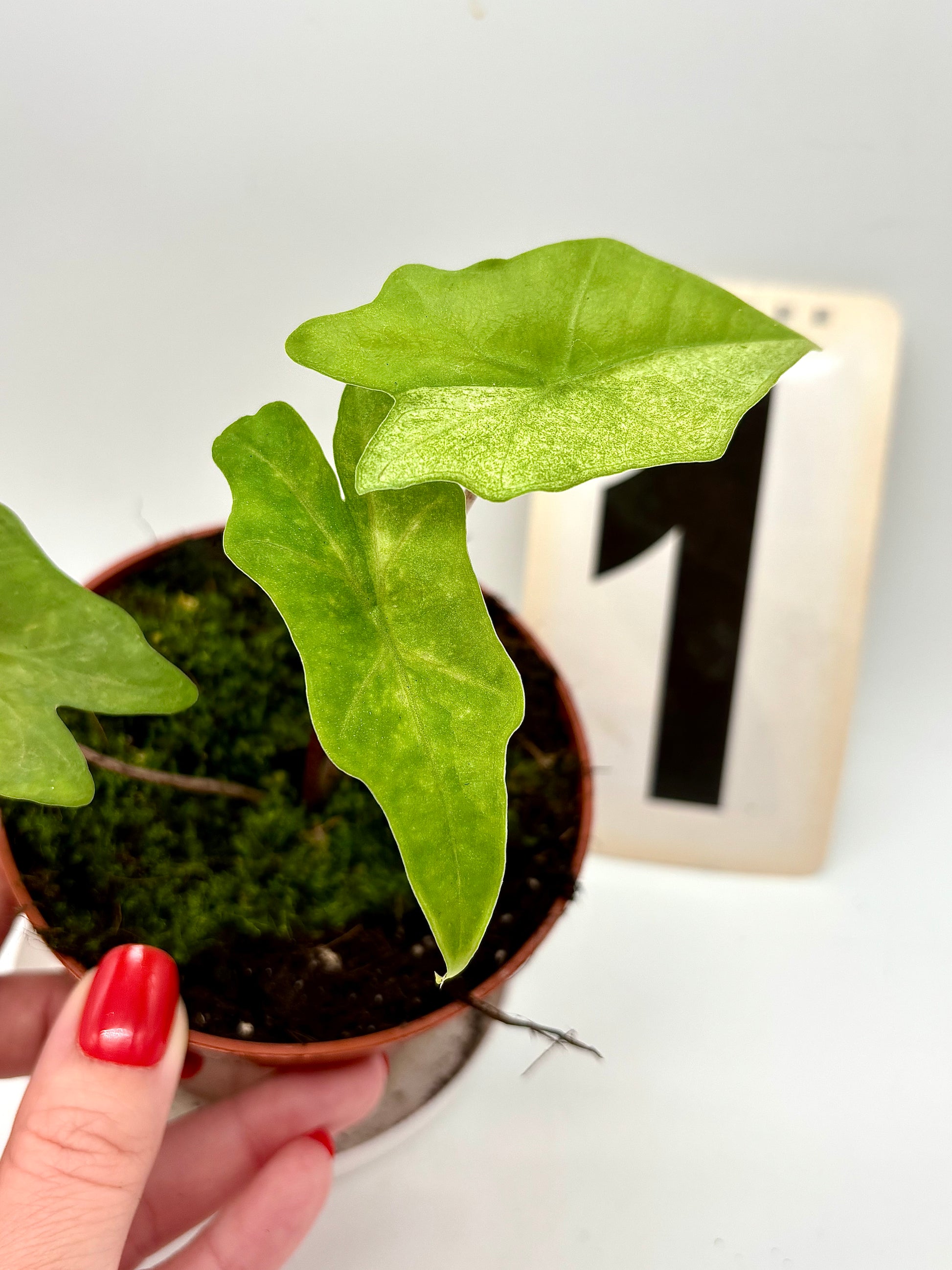 Alocasia Bat Wing Variegata