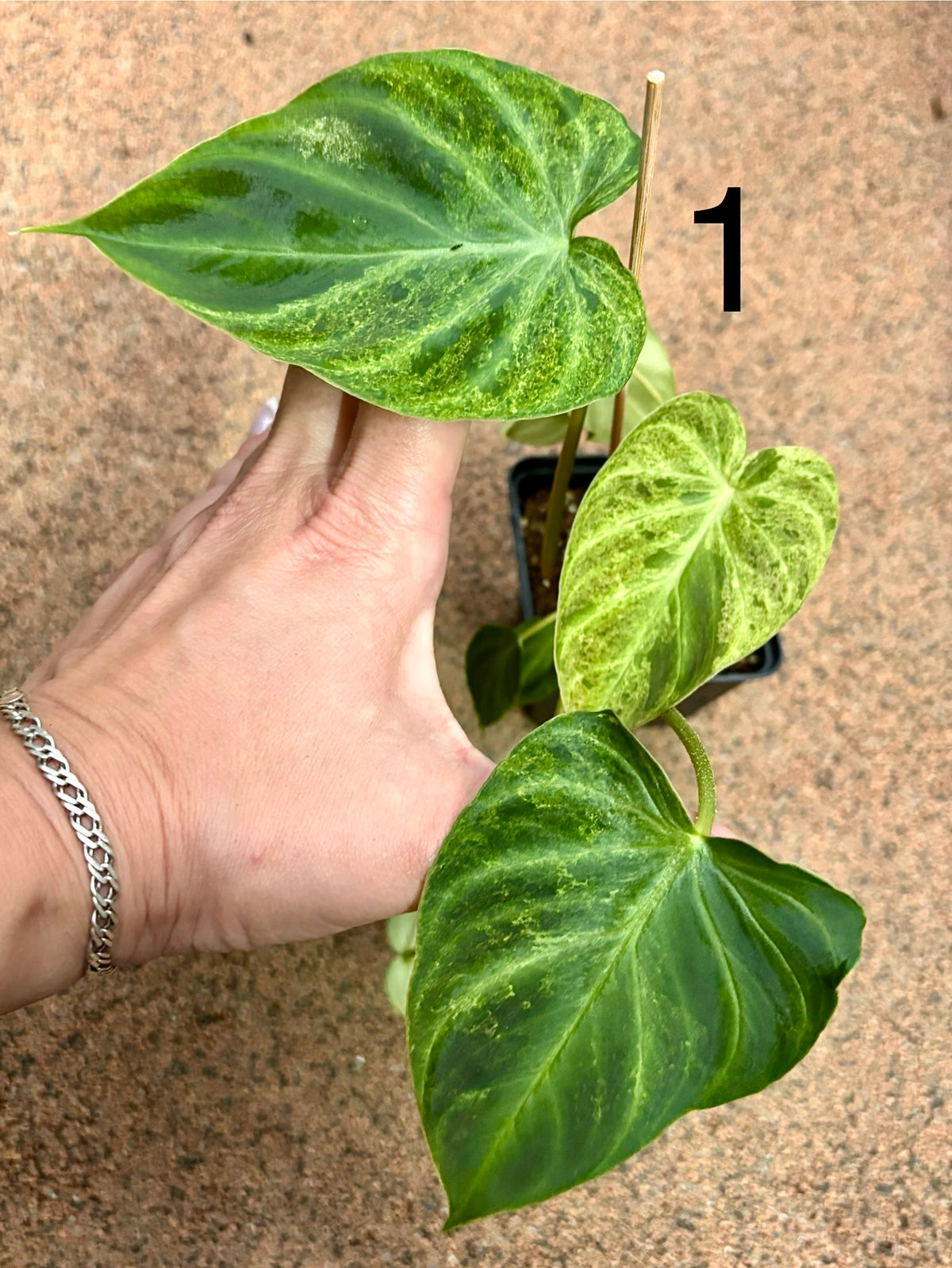 Philodendron Verrucosum Mint Variegata von Exotic-Flowers, Nahaufnahme der grünen und weißen variierten Blätter