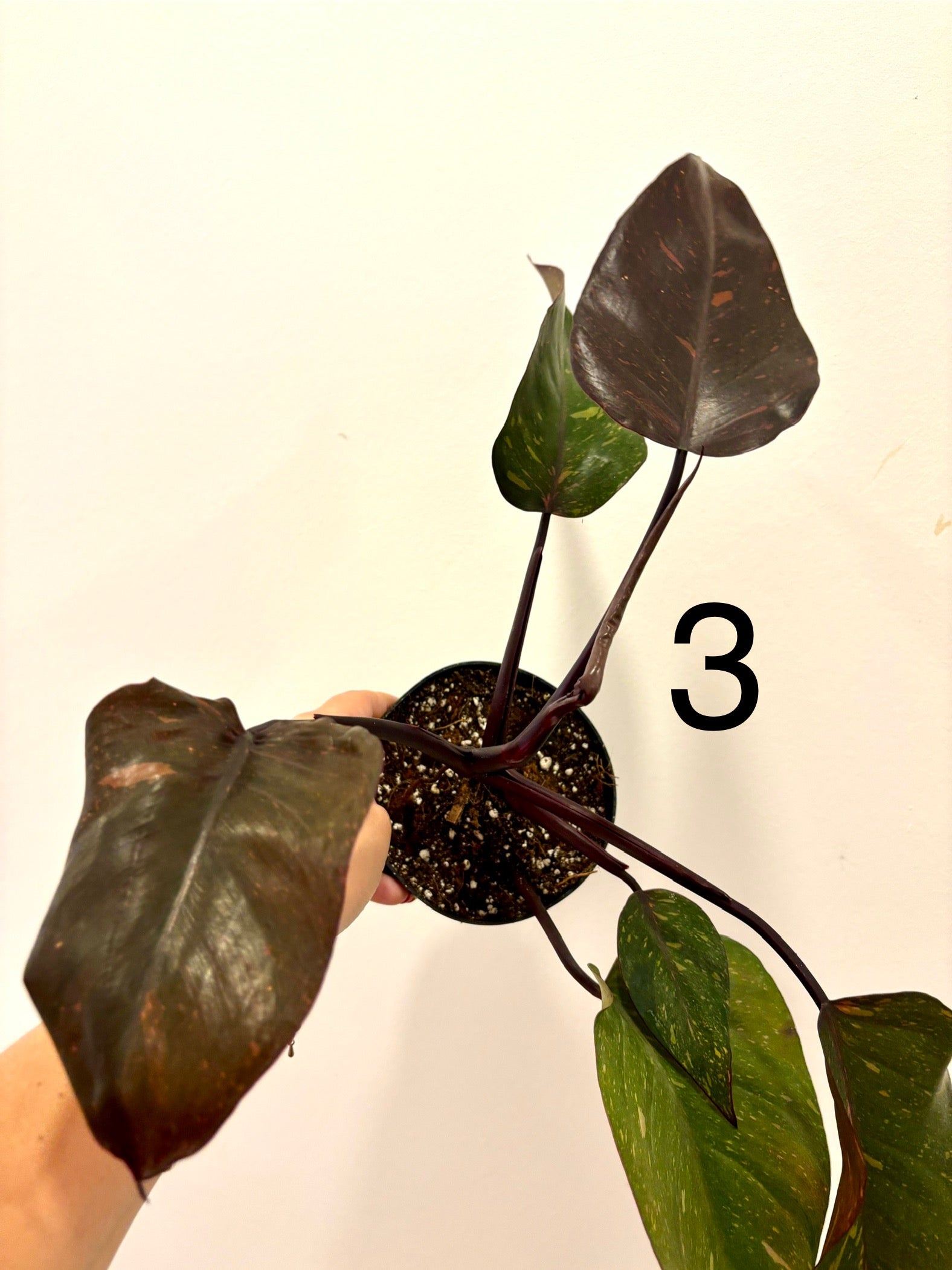 Philodendron Orange Princess