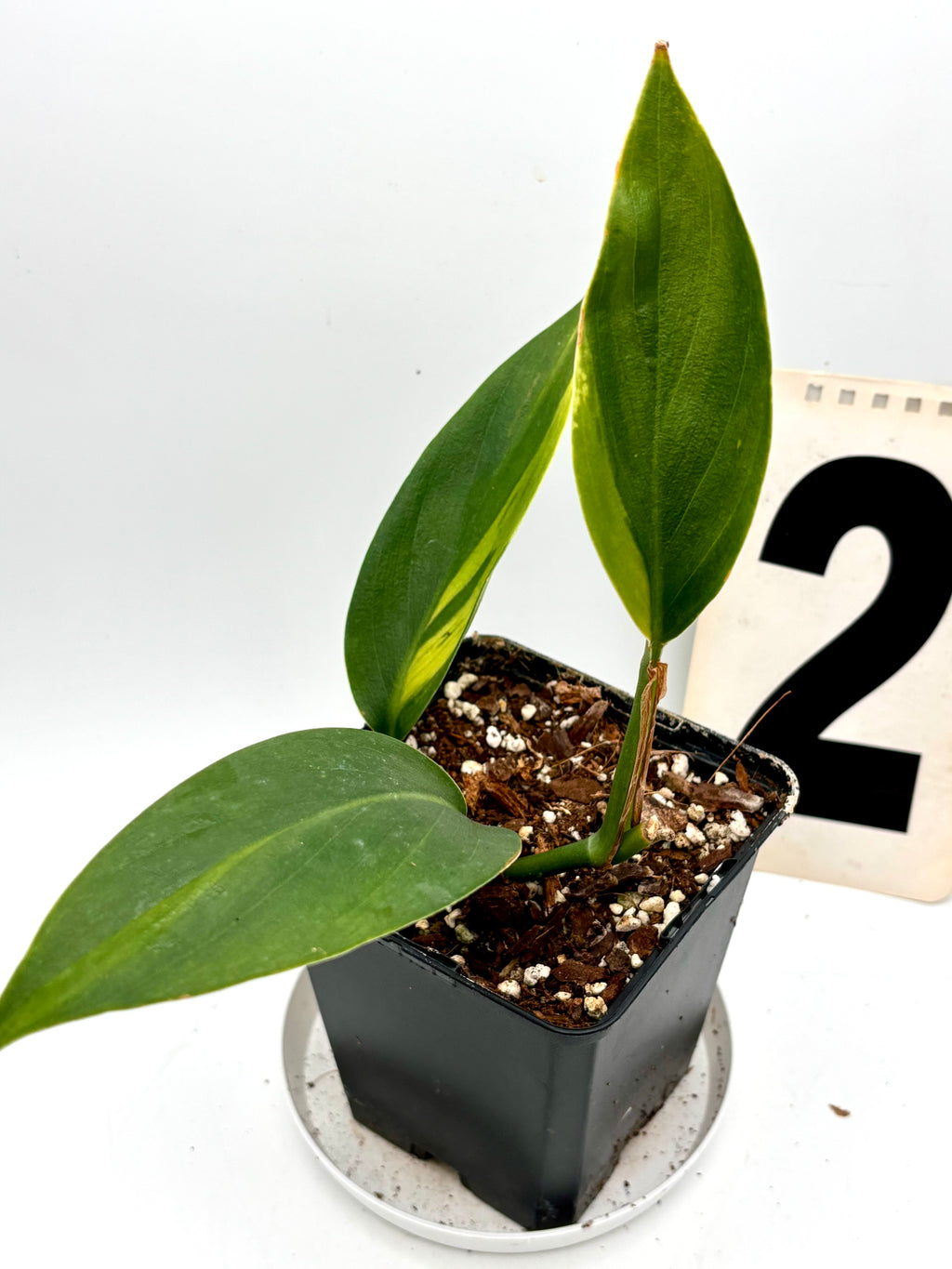 Variegierter Scindapsus Coriaceus Pflanze von Exotic-Flowers mit grünen und cremefarbenen Blättern, im Top.