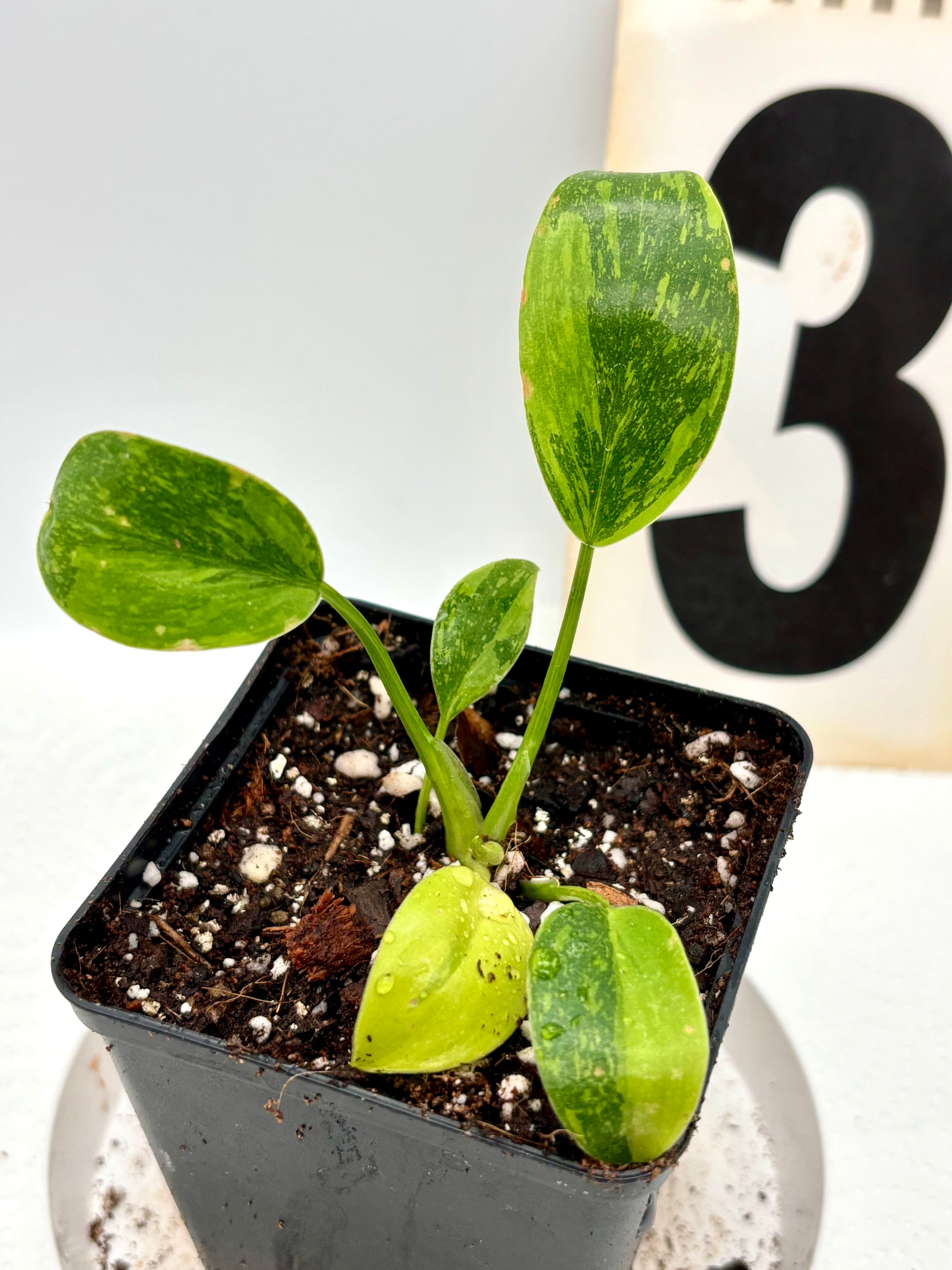 Grüner Philodendron Green Congo Variegata mit bunten Blättern, große Pflanzenblätter, im Topf auf einem natürlichen Hintergrund