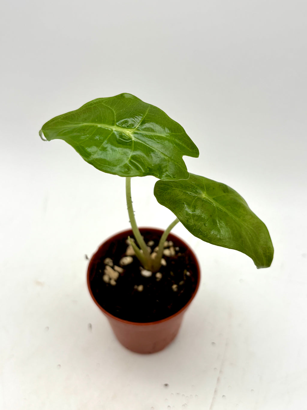 Alocasia Venom Pflanze von Exotic-Flowers mit großen, dunkelgrünen Blättern mit auffälligen Venom-Mustern.