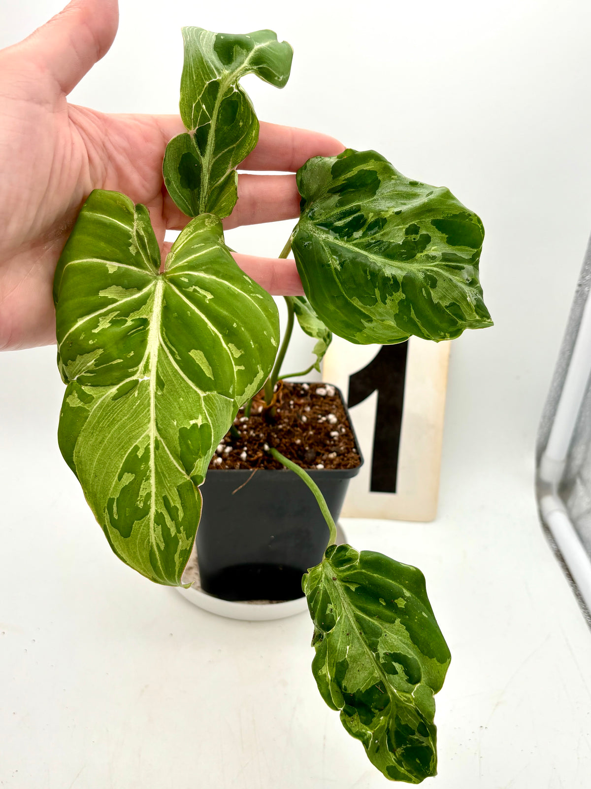 Philodendron Gloriosum Variegata / Snow Leopard - Jungpflanzen