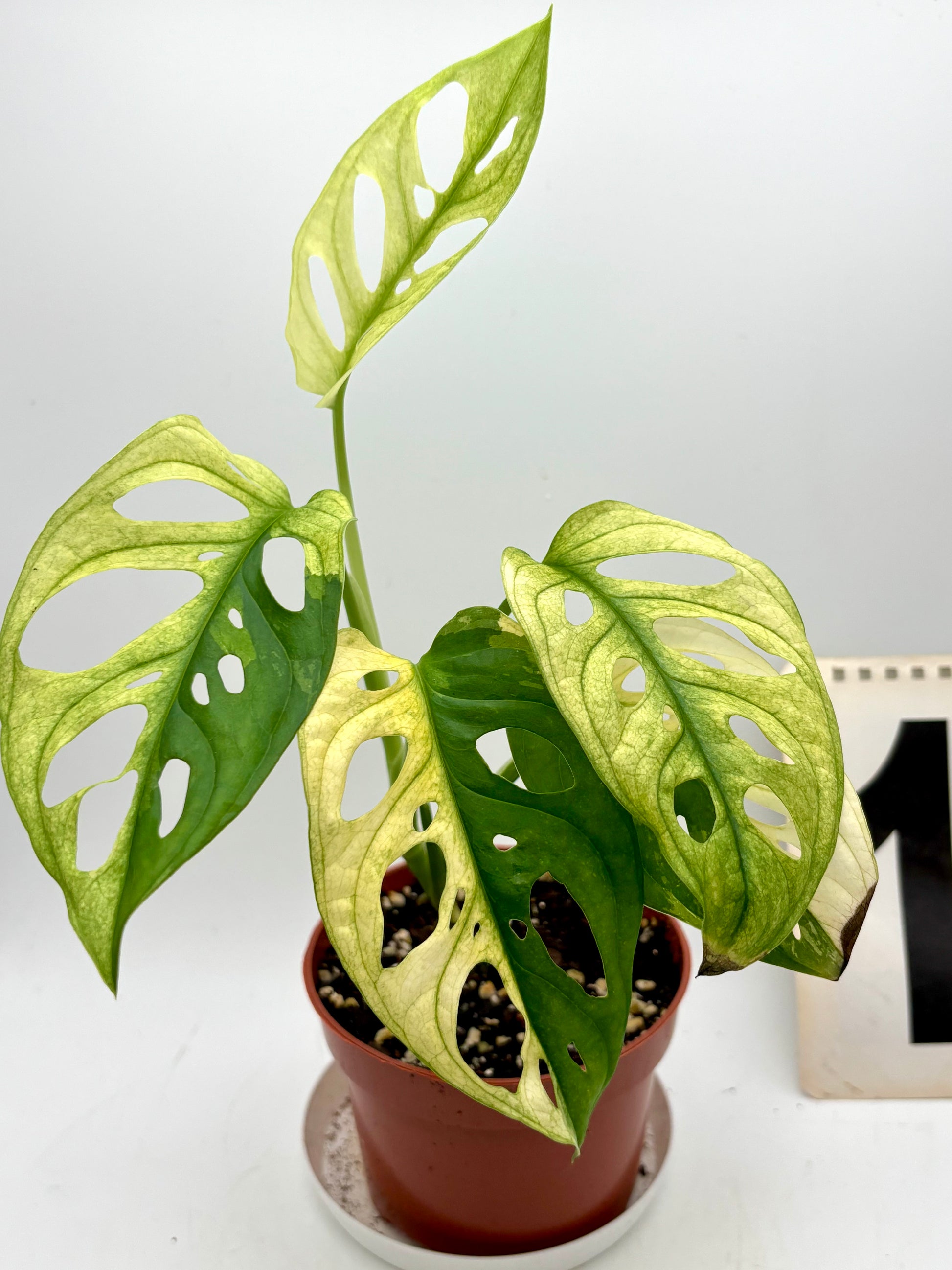 Monstera Adansonii Variegata