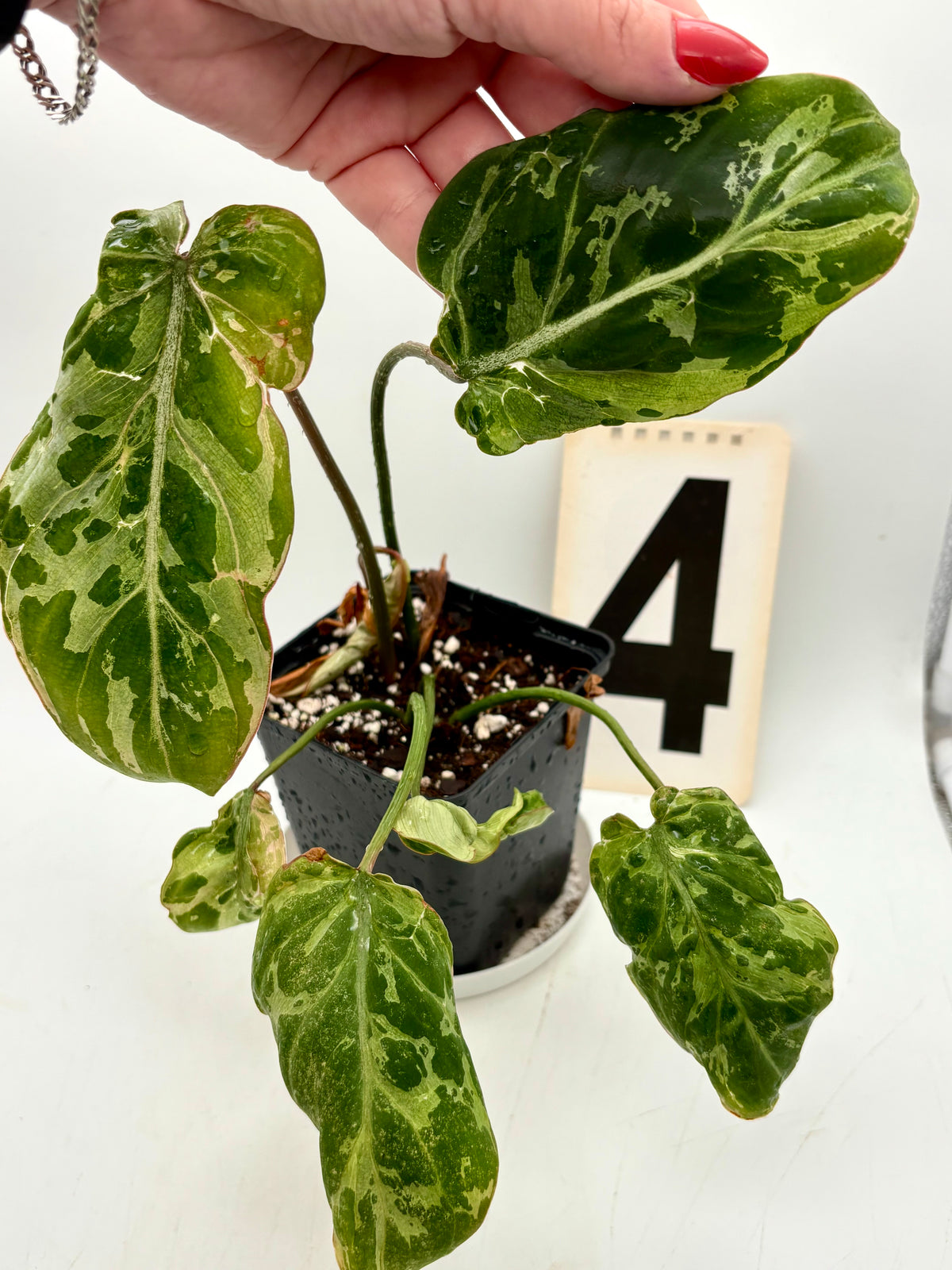 Philodendron Gloriosum Variegata / Snow Leopard - Jungpflanzen