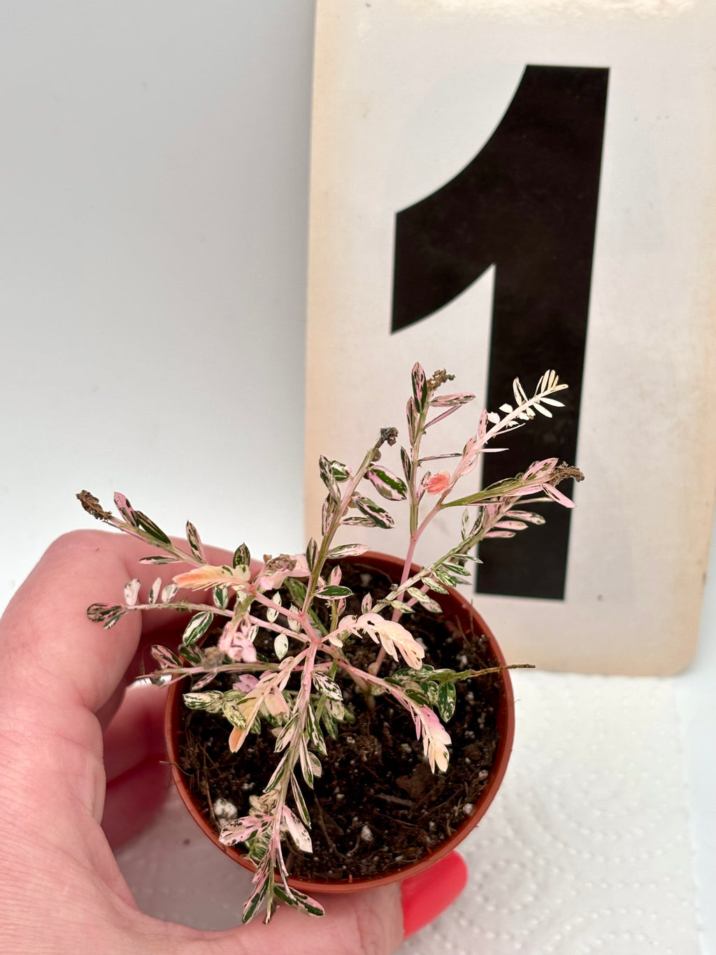 Phyllanthus Urinaria Pink Variegata